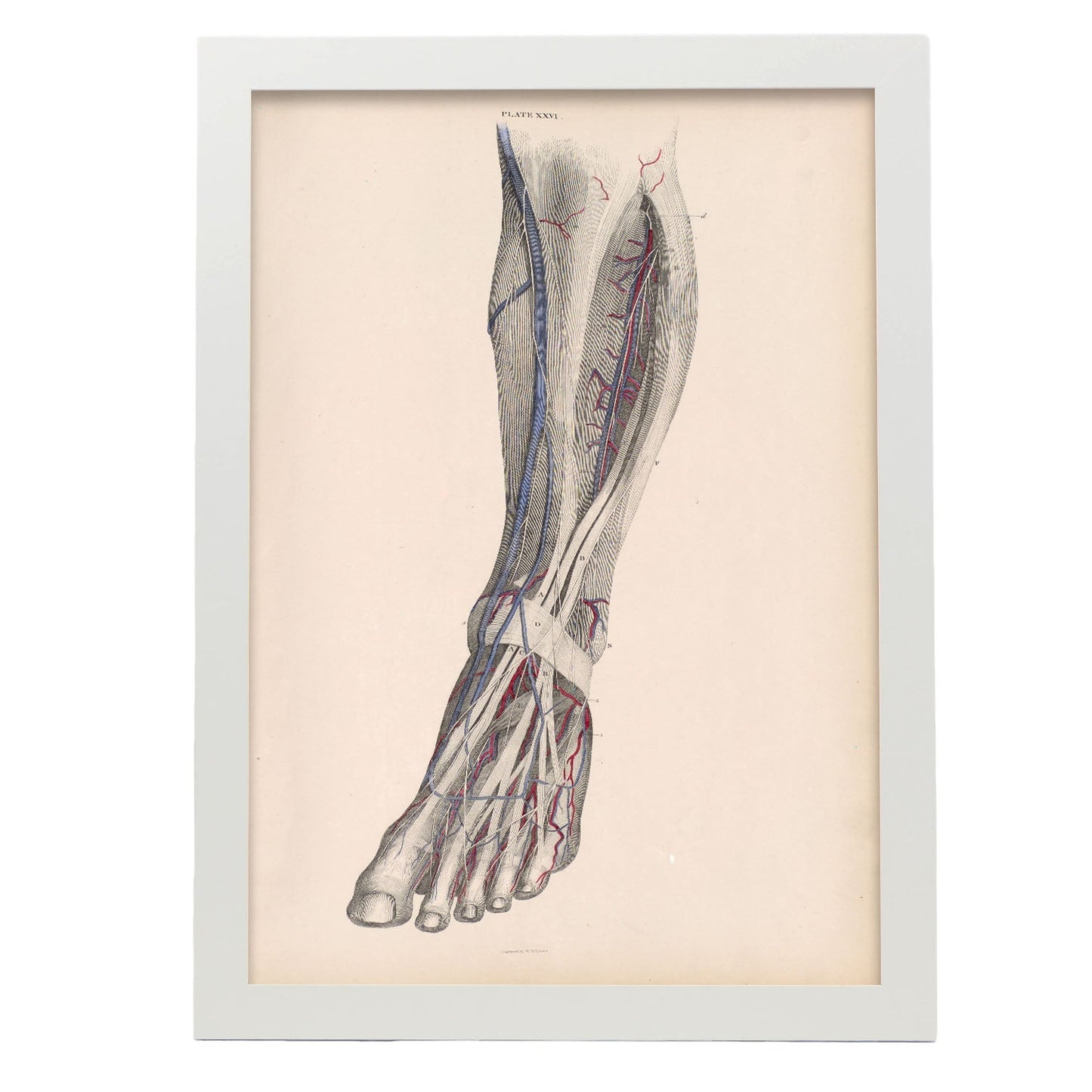 Dissection of the lower leg-Artwork-Nacnic-A3-Marco Blanco-Nacnic Estudio SL