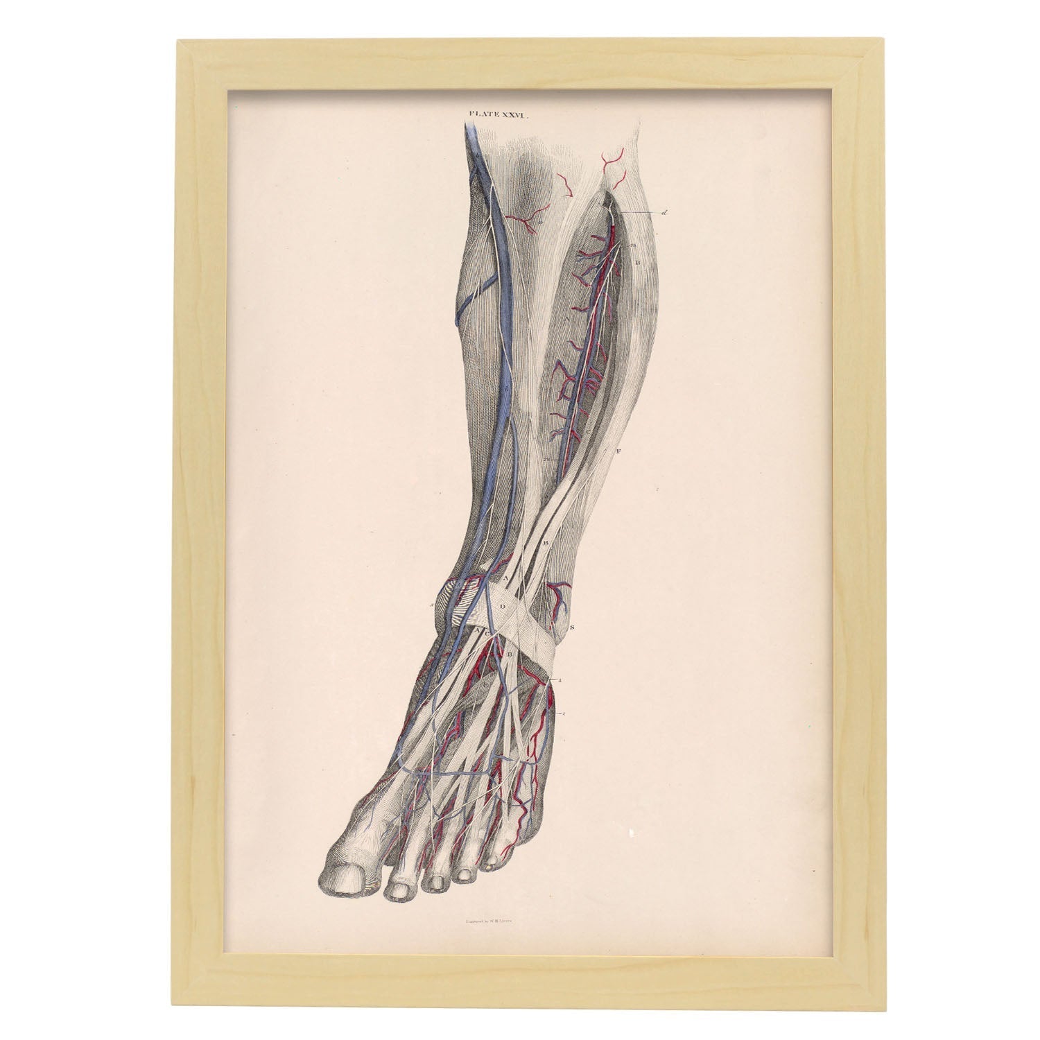 Dissection of the lower leg-Artwork-Nacnic-A3-Marco Madera clara-Nacnic Estudio SL