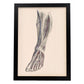 Dissection of the lower leg-Artwork-Nacnic-A3-Sin marco-Nacnic Estudio SL