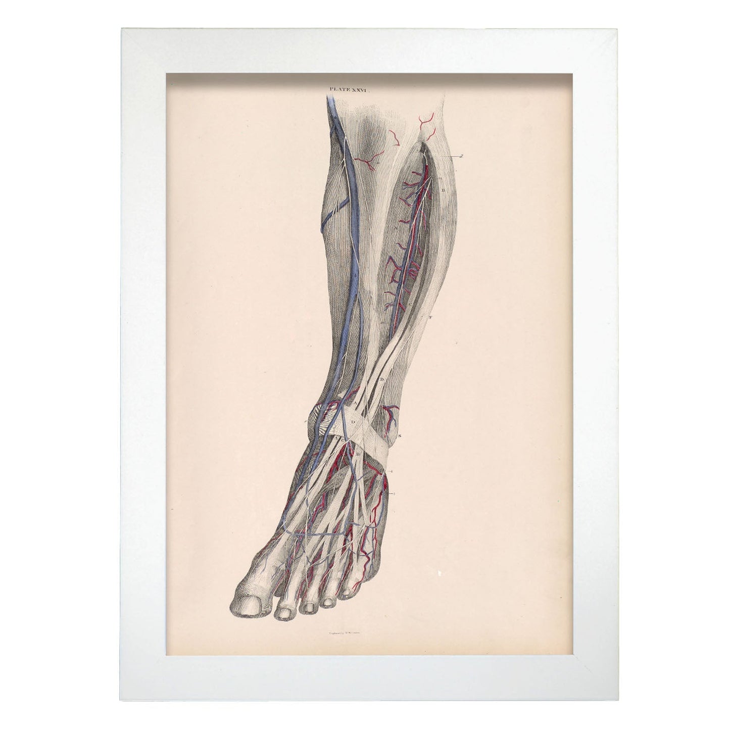 Dissection of the lower leg-Artwork-Nacnic-A4-Marco Blanco-Nacnic Estudio SL