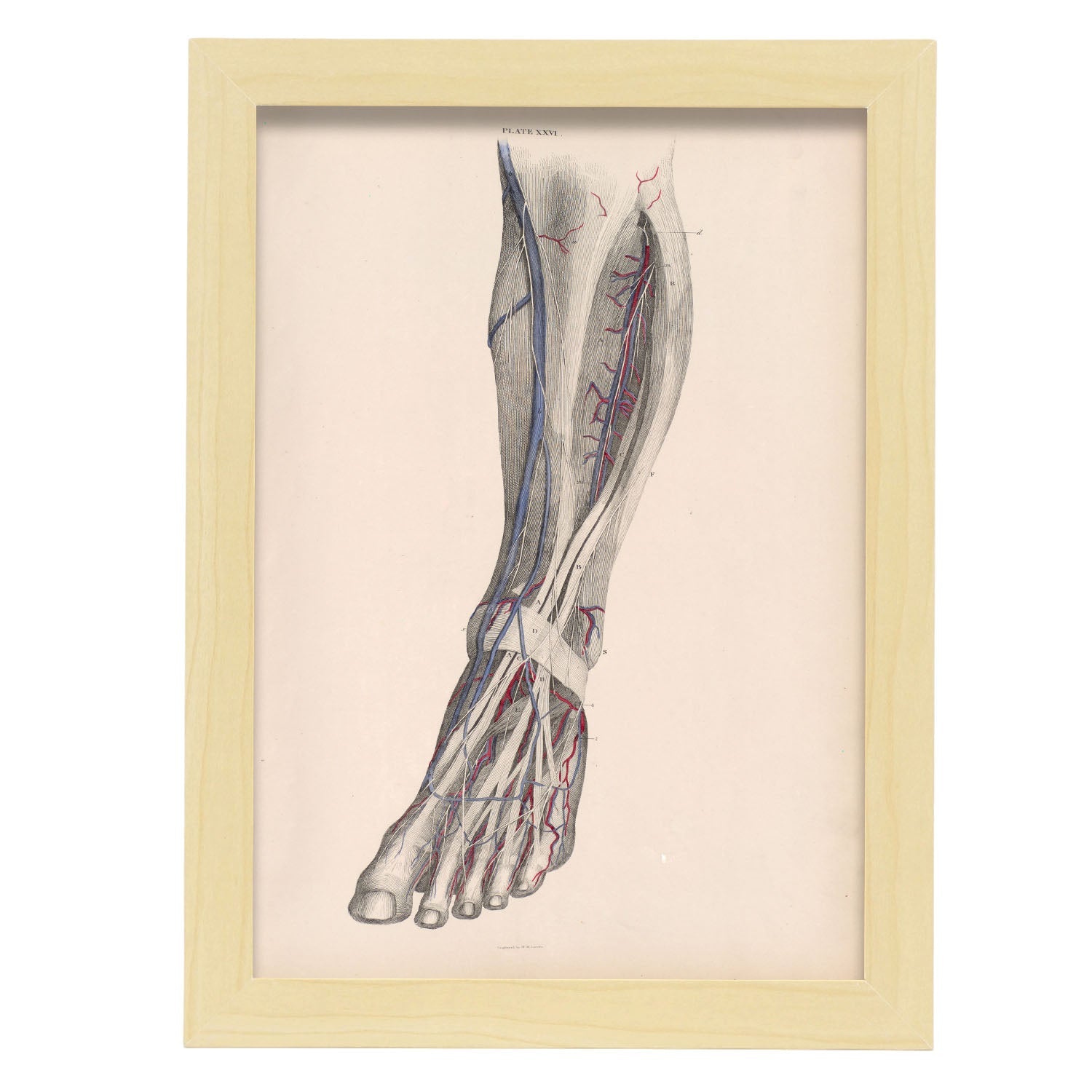 Dissection of the lower leg-Artwork-Nacnic-A4-Marco Madera clara-Nacnic Estudio SL