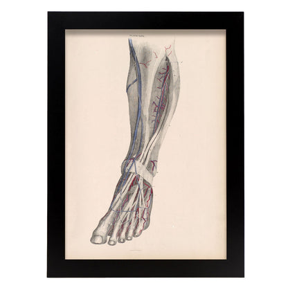 Dissection of the lower leg-Artwork-Nacnic-A4-Sin marco-Nacnic Estudio SL