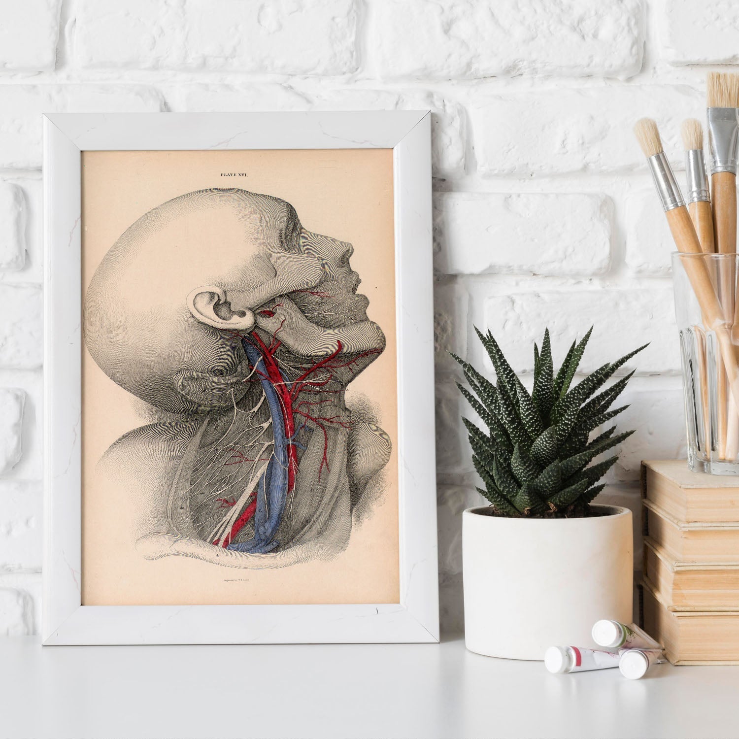 Dissection of the neck-Artwork-Nacnic-Nacnic Estudio SL