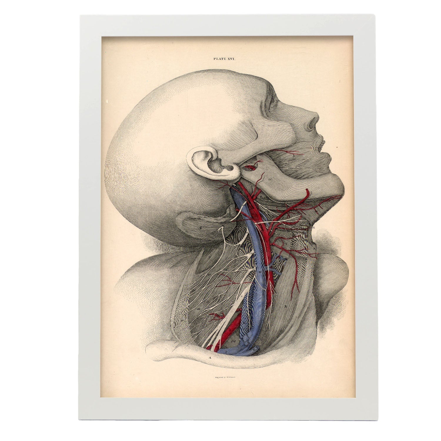 Dissection of the neck-Artwork-Nacnic-A3-Marco Blanco-Nacnic Estudio SL