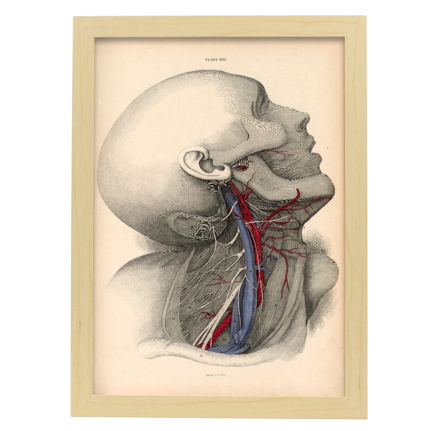 Dissection of the neck-Artwork-Nacnic-A3-Marco Madera clara-Nacnic Estudio SL