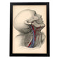 Dissection of the neck-Artwork-Nacnic-A3-Sin marco-Nacnic Estudio SL