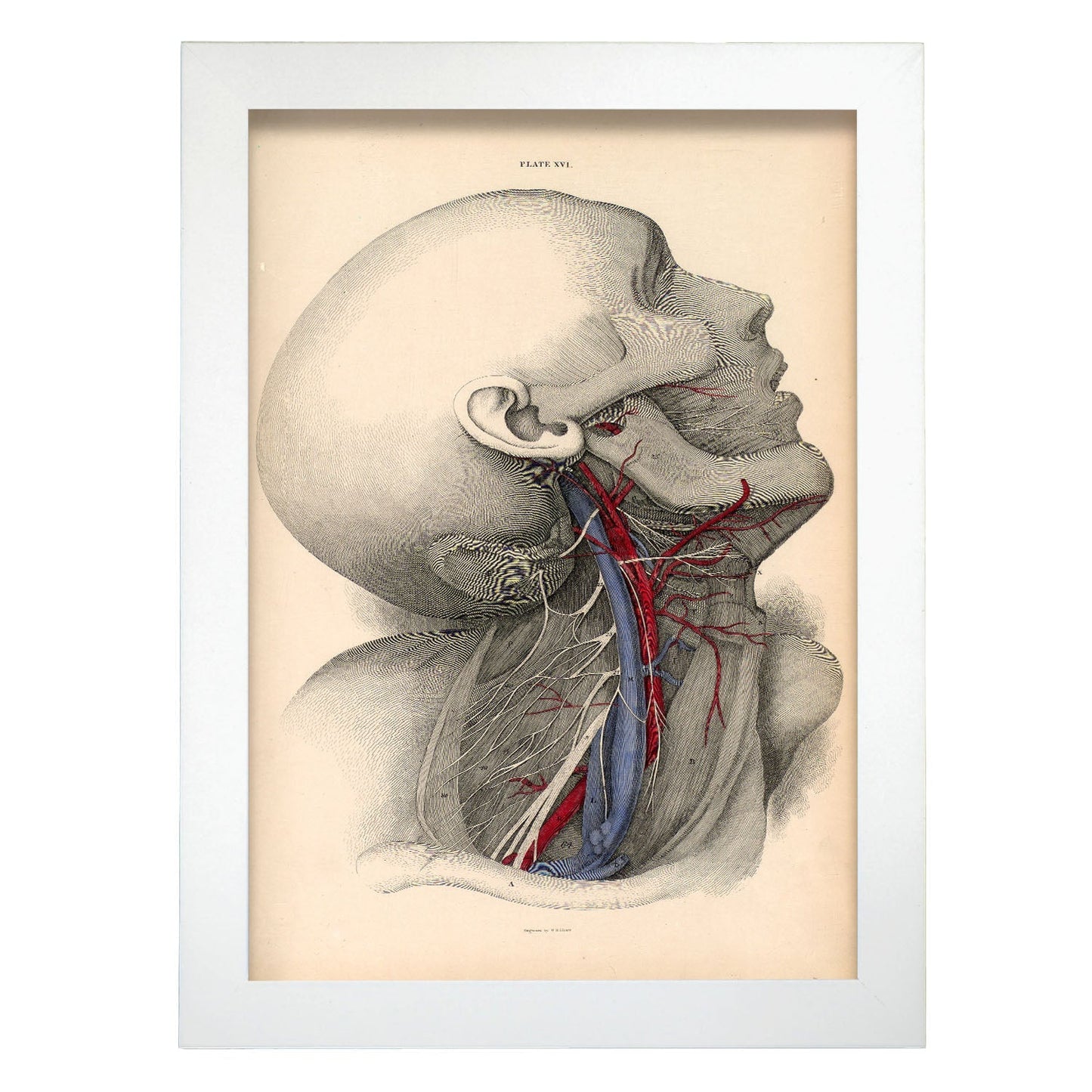 Dissection of the neck-Artwork-Nacnic-A4-Marco Blanco-Nacnic Estudio SL