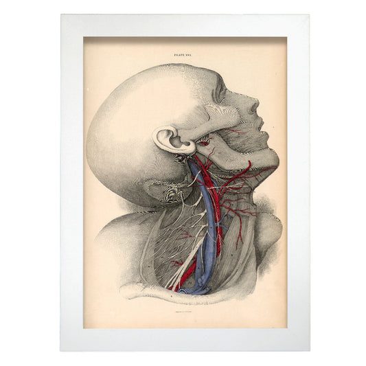 Dissection of the neck-Artwork-Nacnic-A4-Marco Blanco-Nacnic Estudio SL