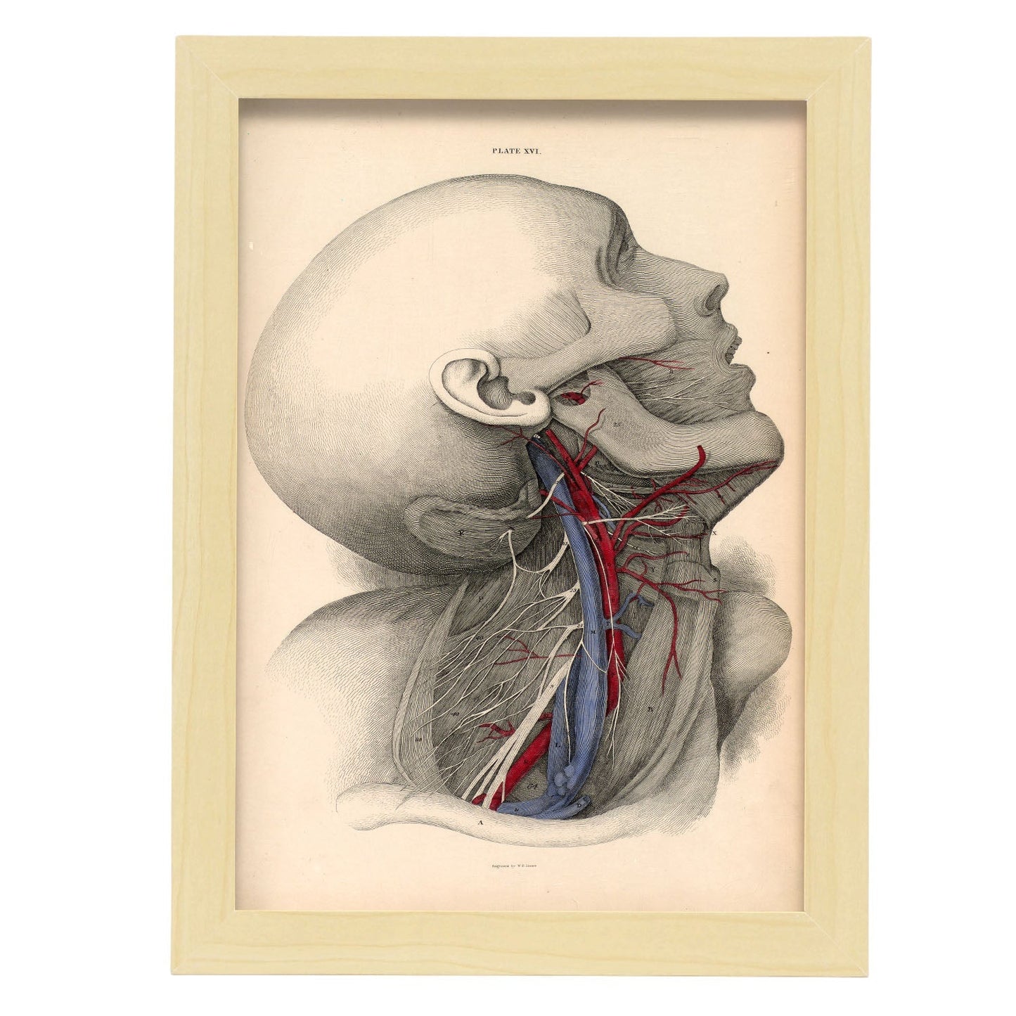 Dissection of the neck-Artwork-Nacnic-A4-Marco Madera clara-Nacnic Estudio SL