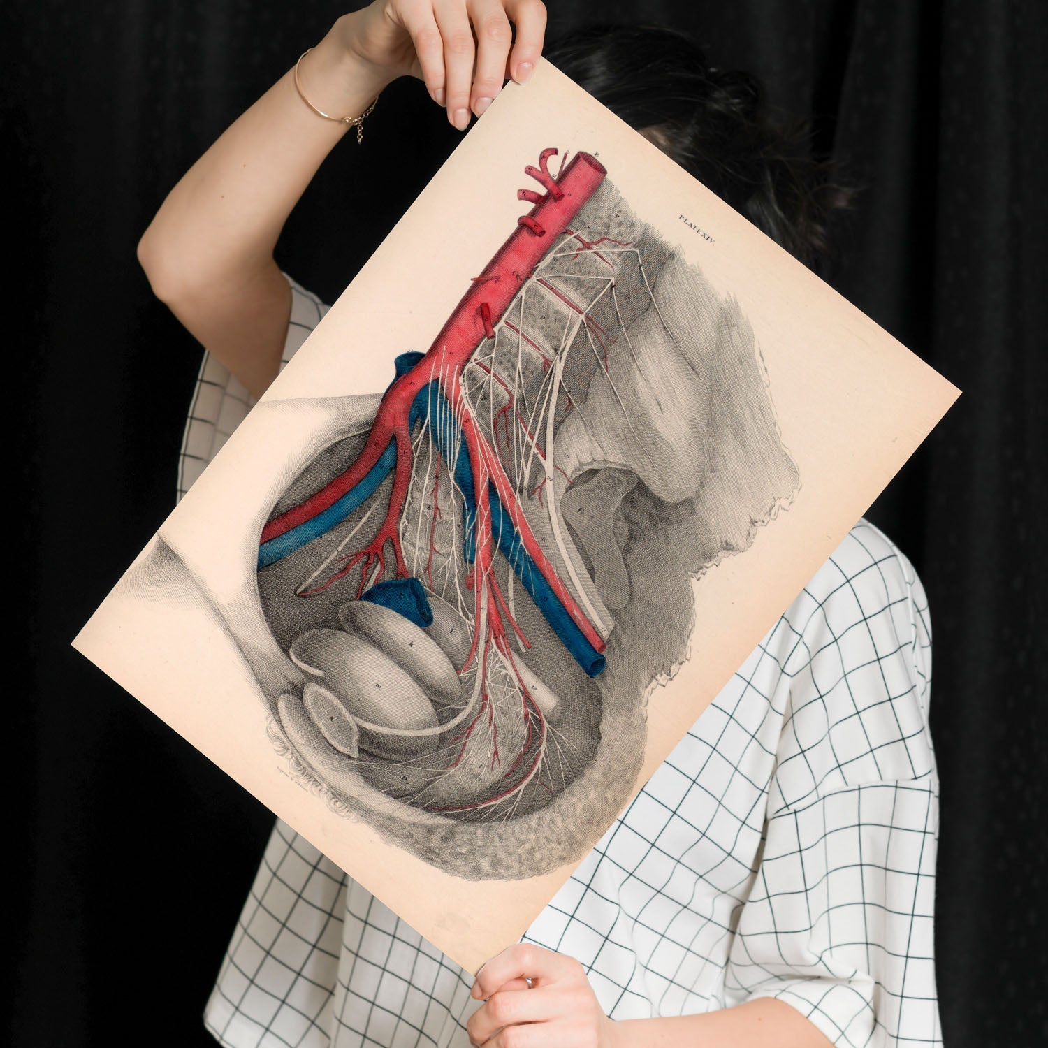 Dissection of the pelvis-Artwork-Nacnic-Nacnic Estudio SL