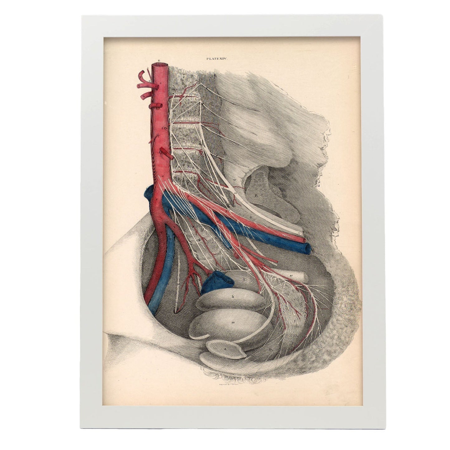 Dissection of the pelvis-Artwork-Nacnic-A3-Marco Blanco-Nacnic Estudio SL