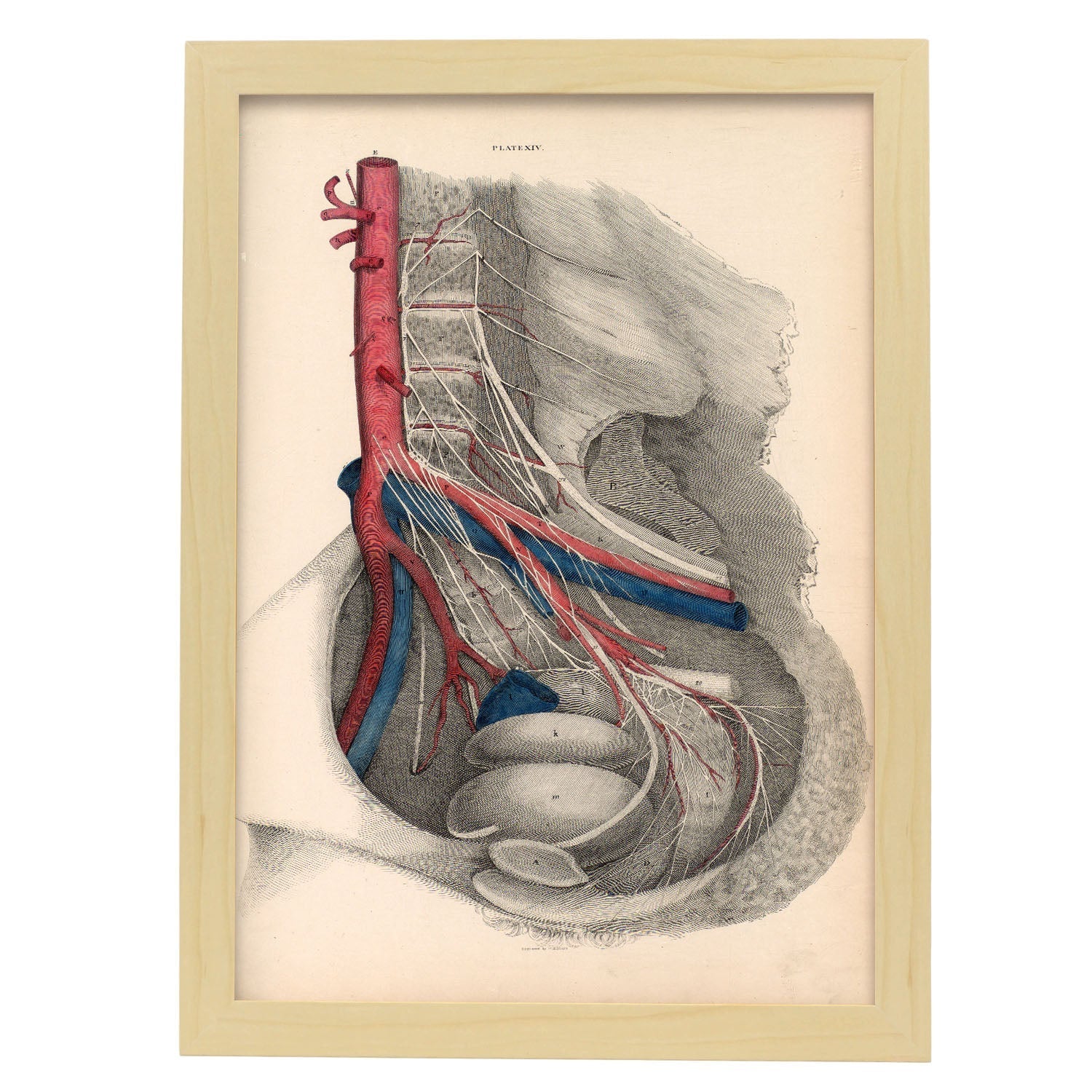 Dissection of the pelvis-Artwork-Nacnic-A3-Marco Madera clara-Nacnic Estudio SL