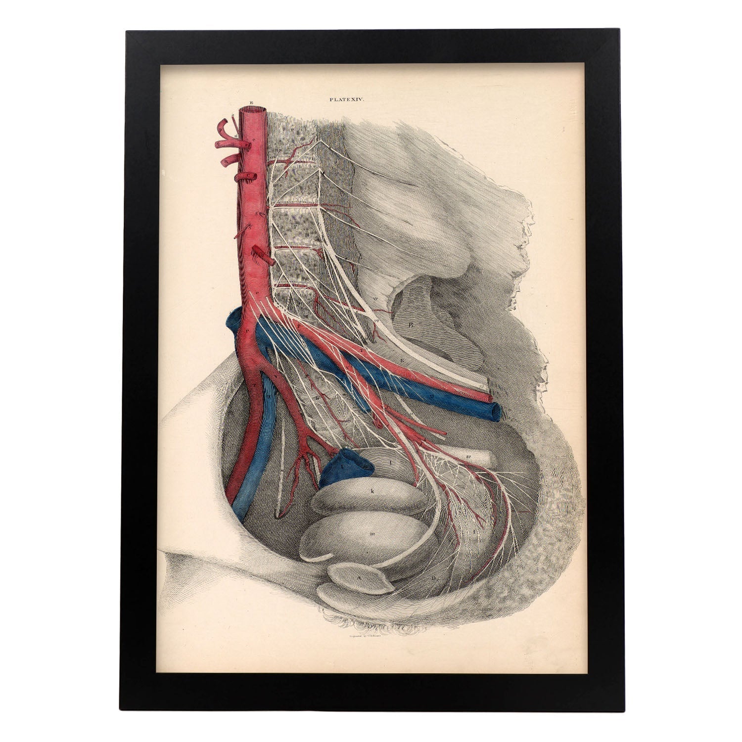 Dissection of the pelvis-Artwork-Nacnic-A3-Sin marco-Nacnic Estudio SL