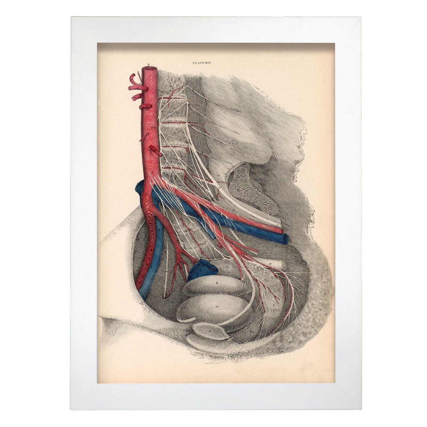 Dissection of the pelvis-Artwork-Nacnic-A4-Marco Blanco-Nacnic Estudio SL