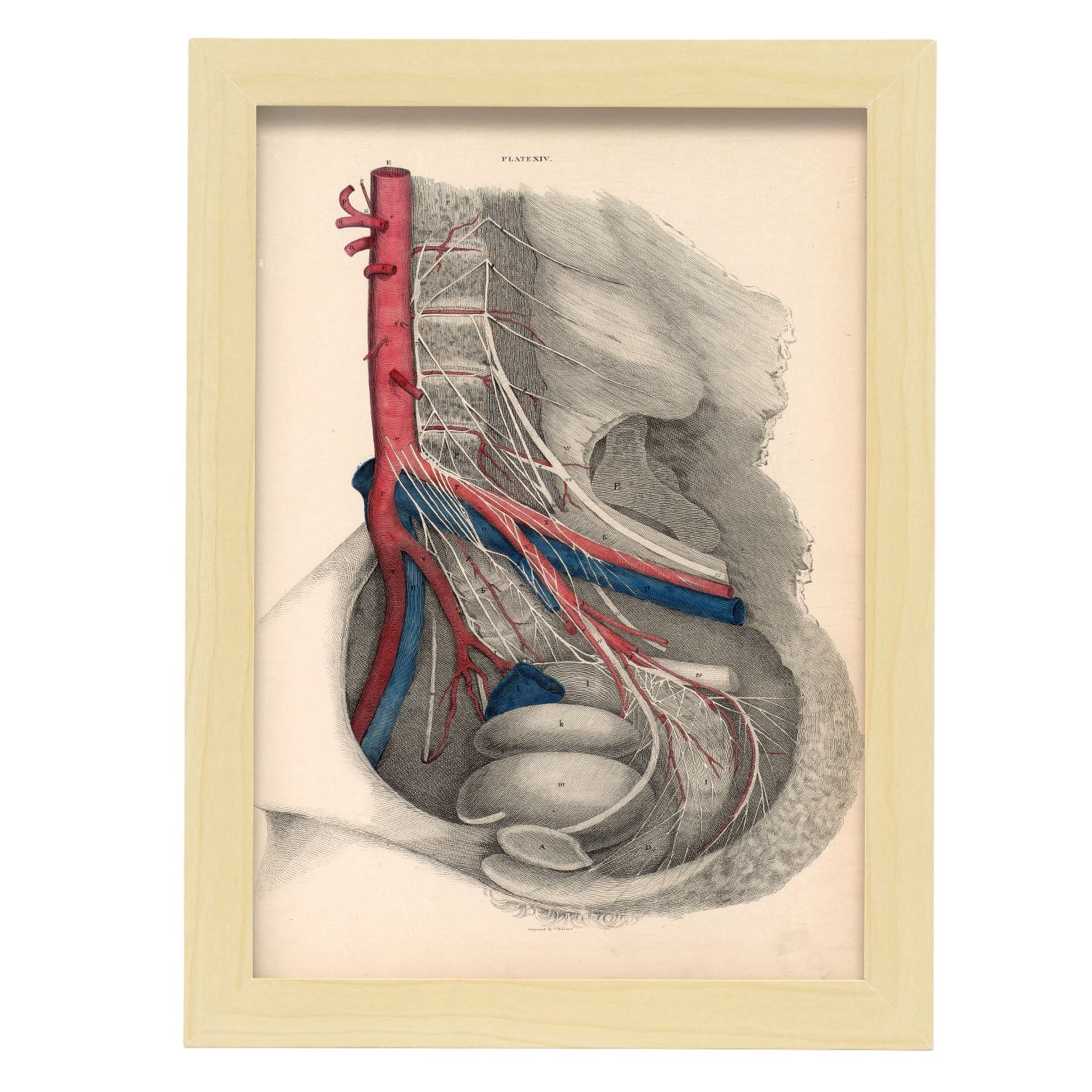 Dissection of the pelvis-Artwork-Nacnic-A4-Marco Madera clara-Nacnic Estudio SL