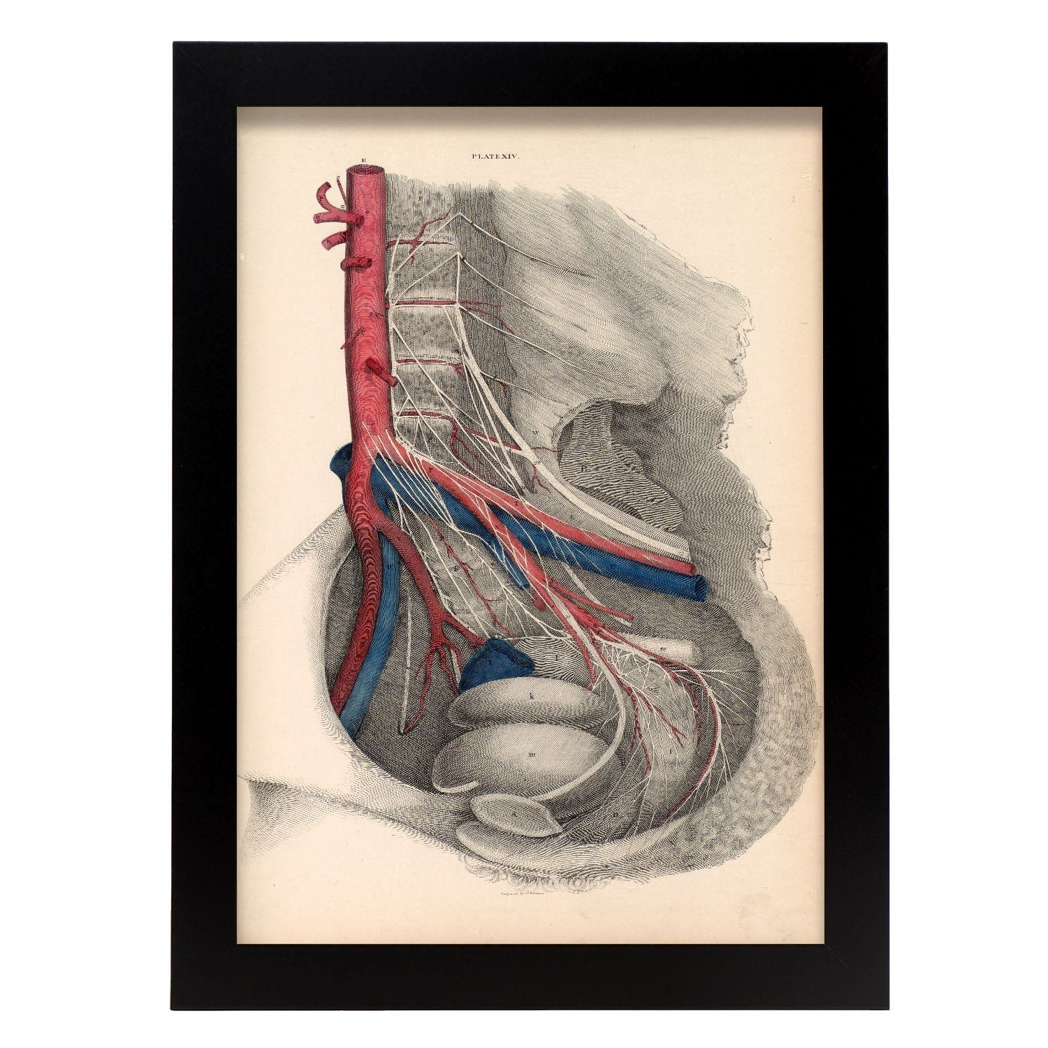 Dissection of the pelvis-Artwork-Nacnic-A4-Sin marco-Nacnic Estudio SL