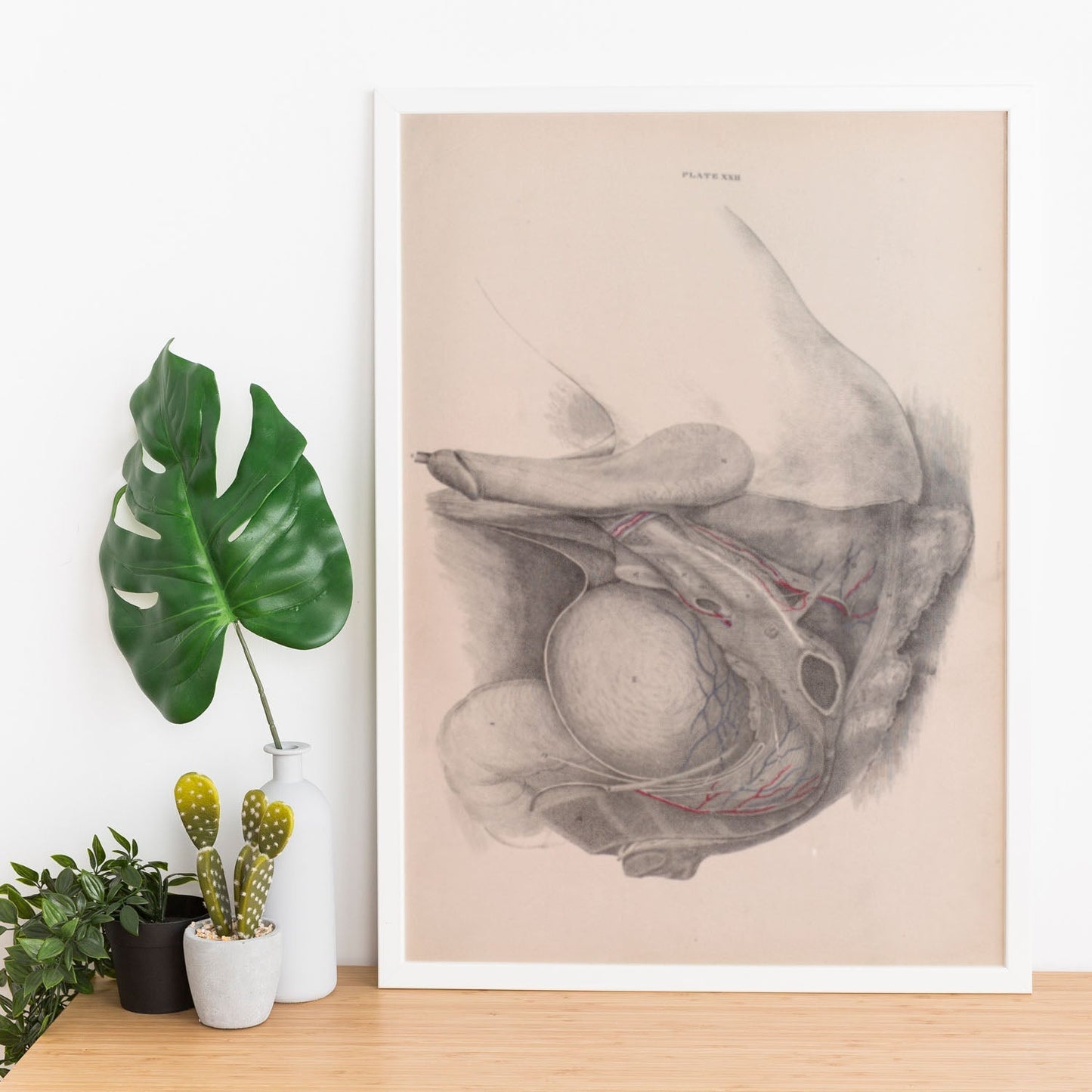 Dissection of the pelvis, urogenital system, male-Artwork-Nacnic-Nacnic Estudio SL
