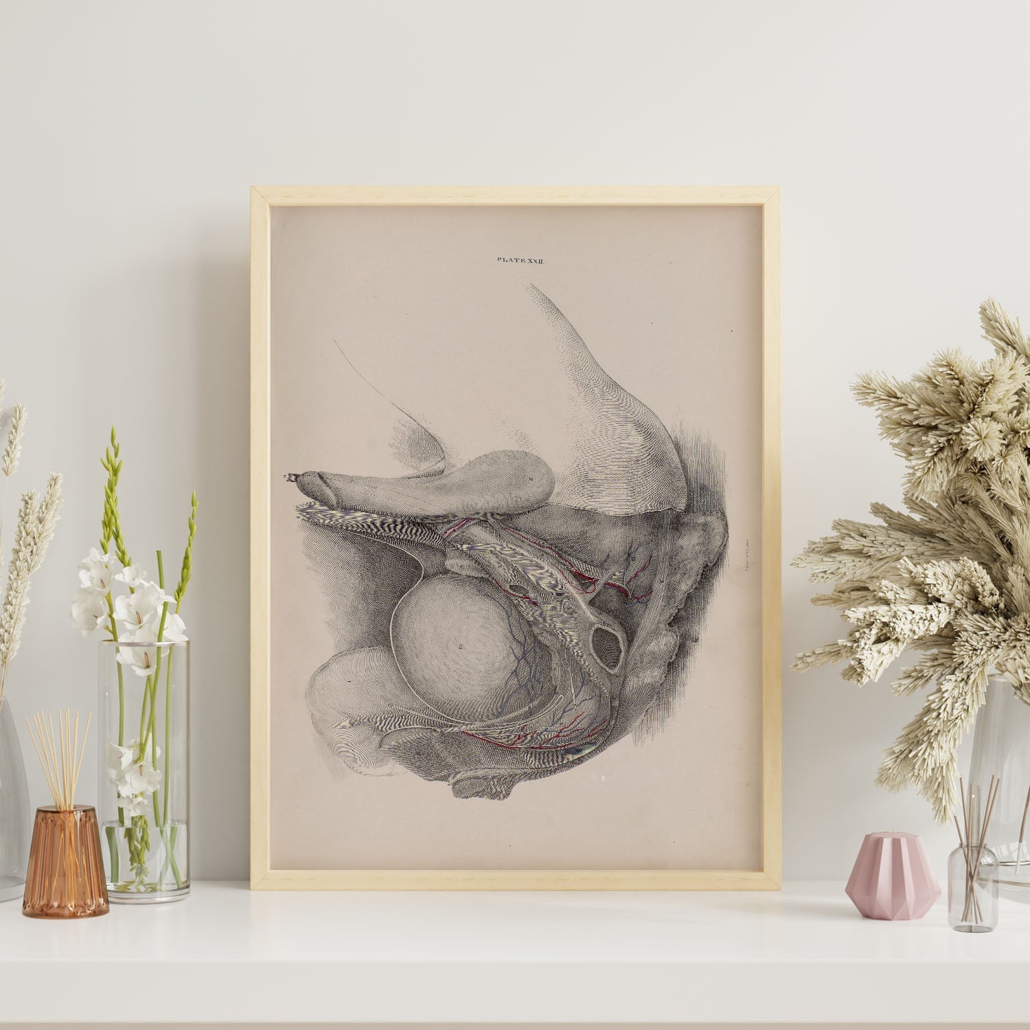 Dissection of the pelvis, urogenital system, male-Artwork-Nacnic-Nacnic Estudio SL