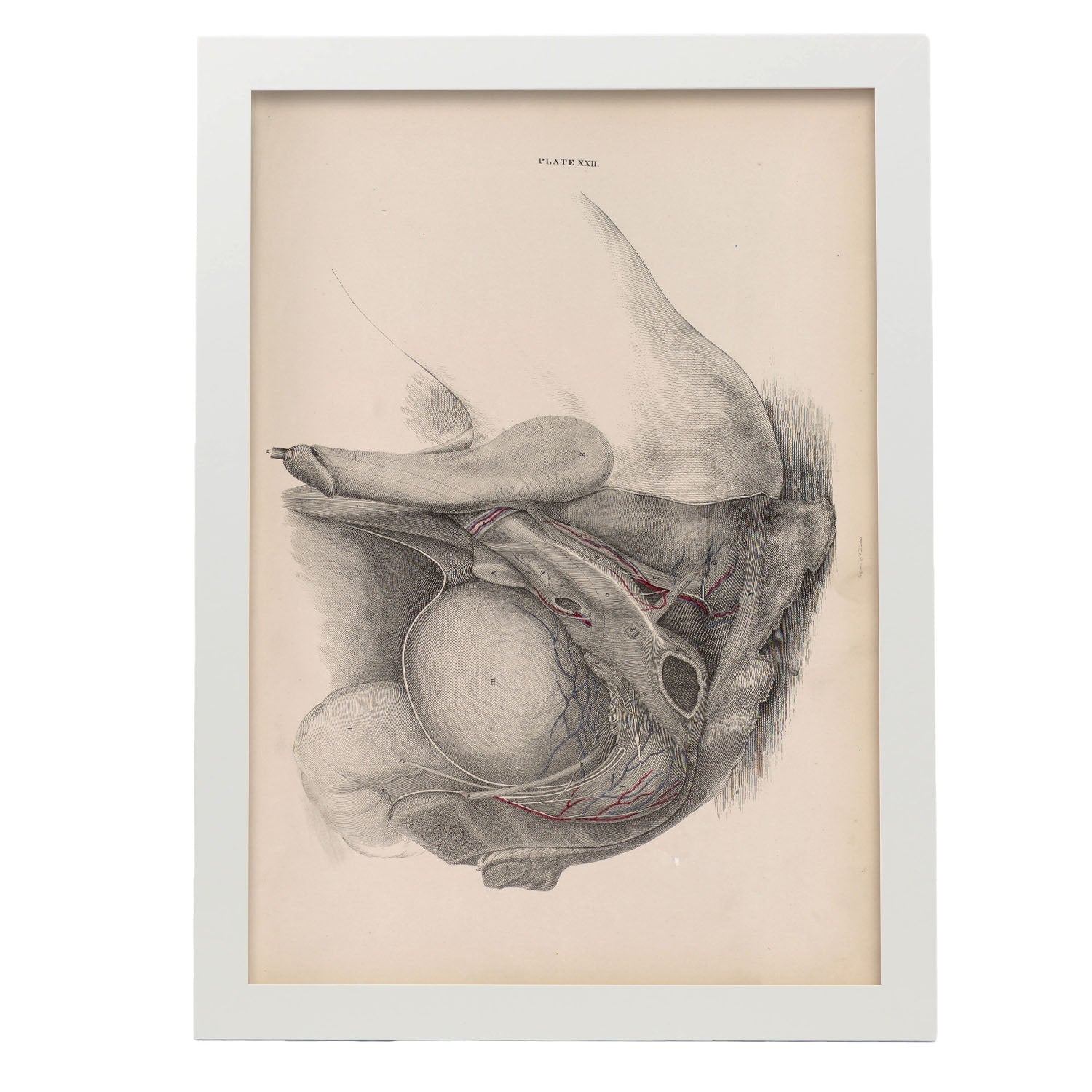 Dissection of the pelvis, urogenital system, male-Artwork-Nacnic-A3-Marco Blanco-Nacnic Estudio SL