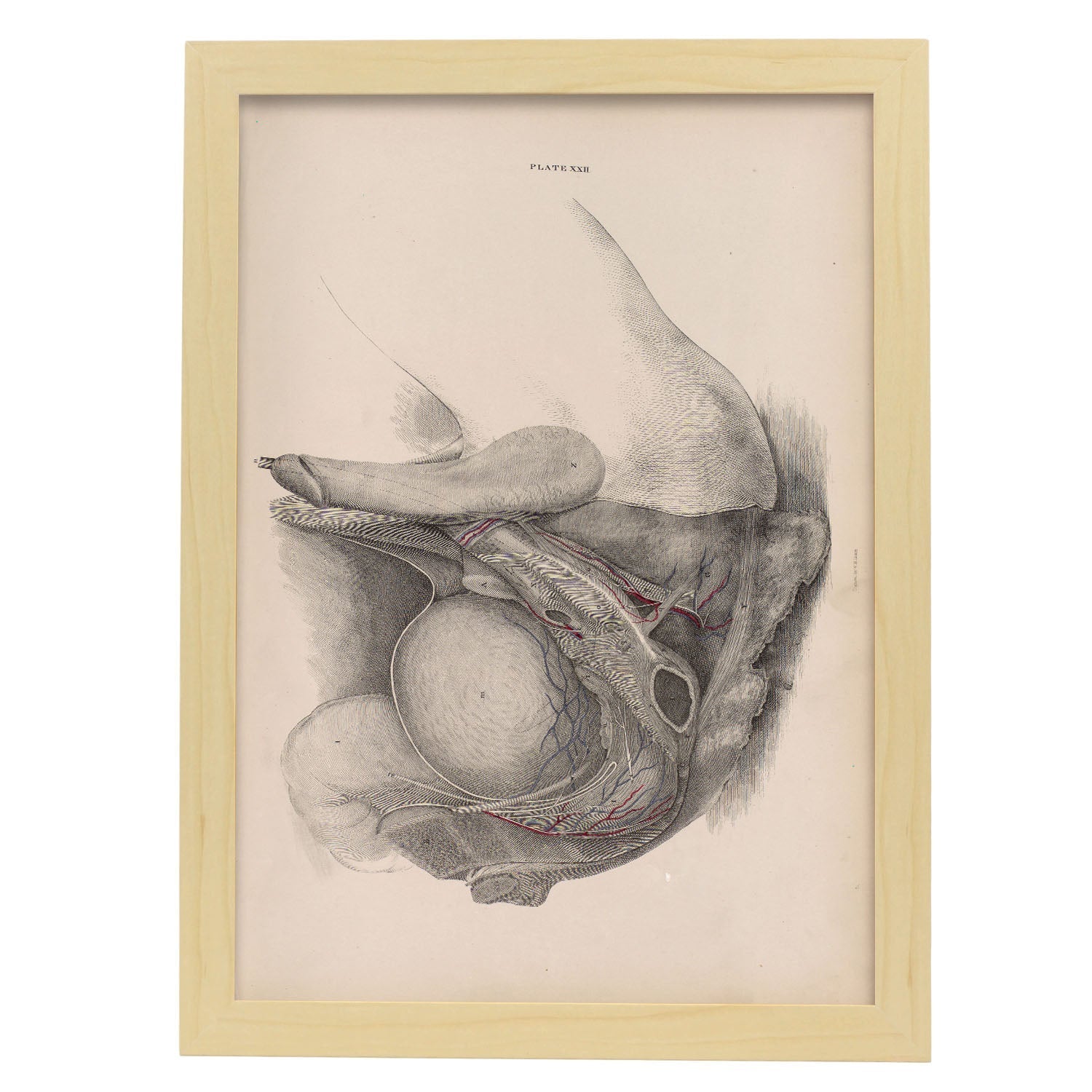 Dissection of the pelvis, urogenital system, male-Artwork-Nacnic-A3-Marco Madera clara-Nacnic Estudio SL