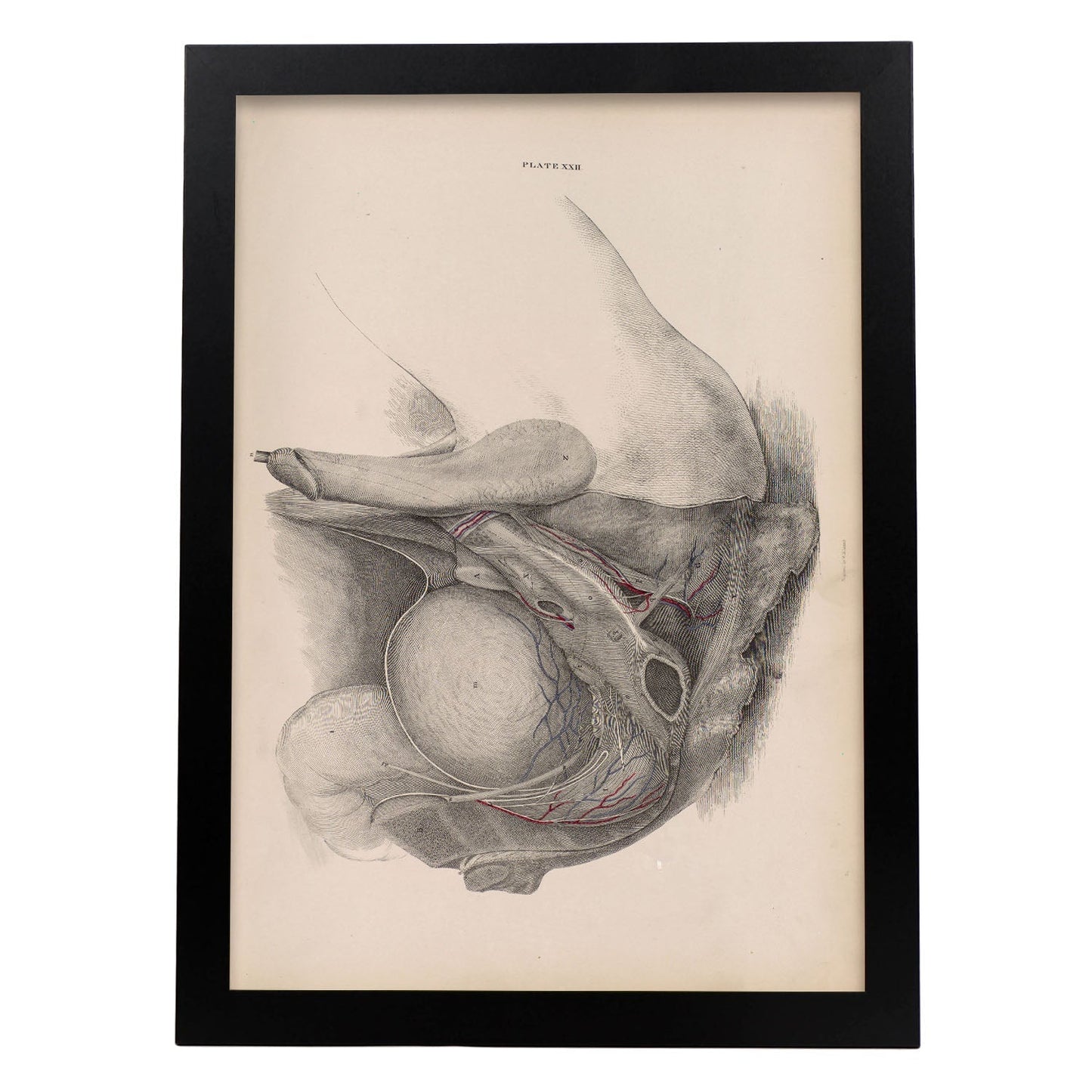 Dissection of the pelvis, urogenital system, male-Artwork-Nacnic-A3-Sin marco-Nacnic Estudio SL