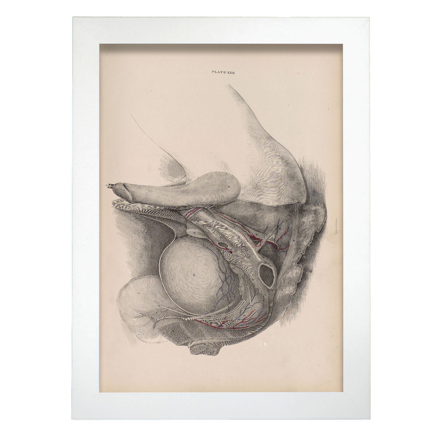 Dissection of the pelvis, urogenital system, male-Artwork-Nacnic-A4-Marco Blanco-Nacnic Estudio SL