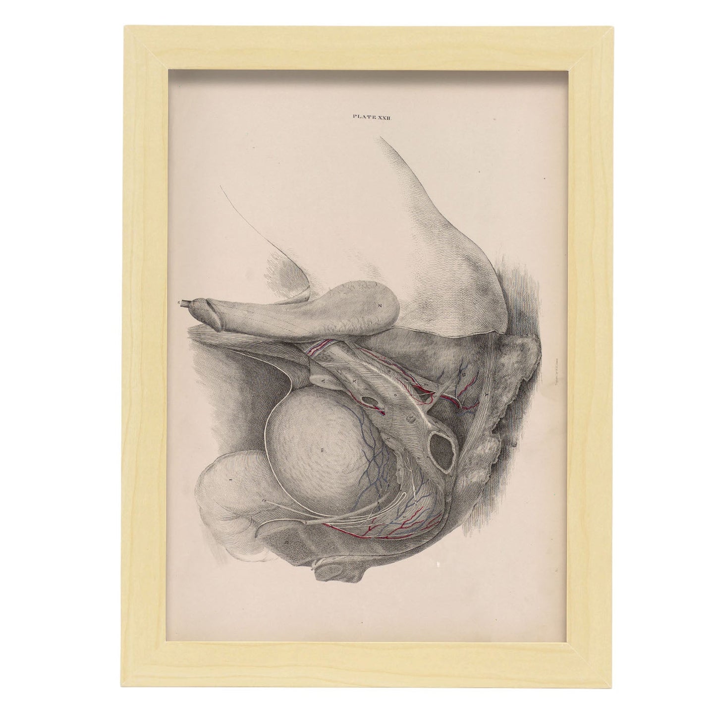 Dissection of the pelvis, urogenital system, male-Artwork-Nacnic-A4-Marco Madera clara-Nacnic Estudio SL