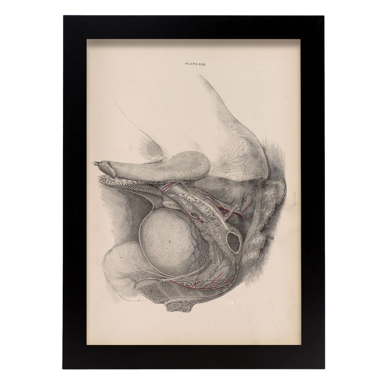 Dissection of the pelvis, urogenital system, male-Artwork-Nacnic-A4-Sin marco-Nacnic Estudio SL