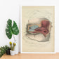 Dissection of the perineum, female-Artwork-Nacnic-Nacnic Estudio SL