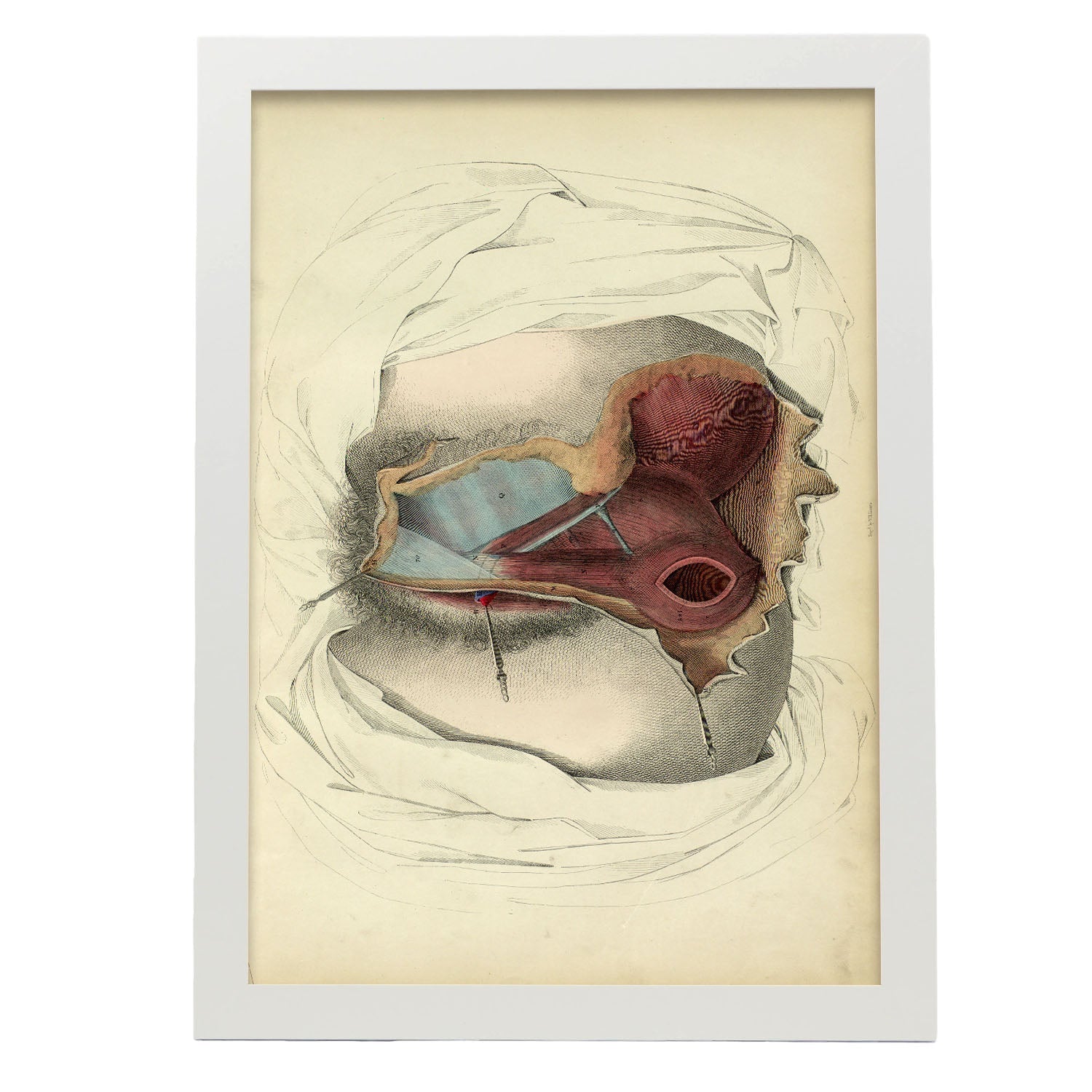Dissection of the perineum, female-Artwork-Nacnic-A3-Marco Blanco-Nacnic Estudio SL
