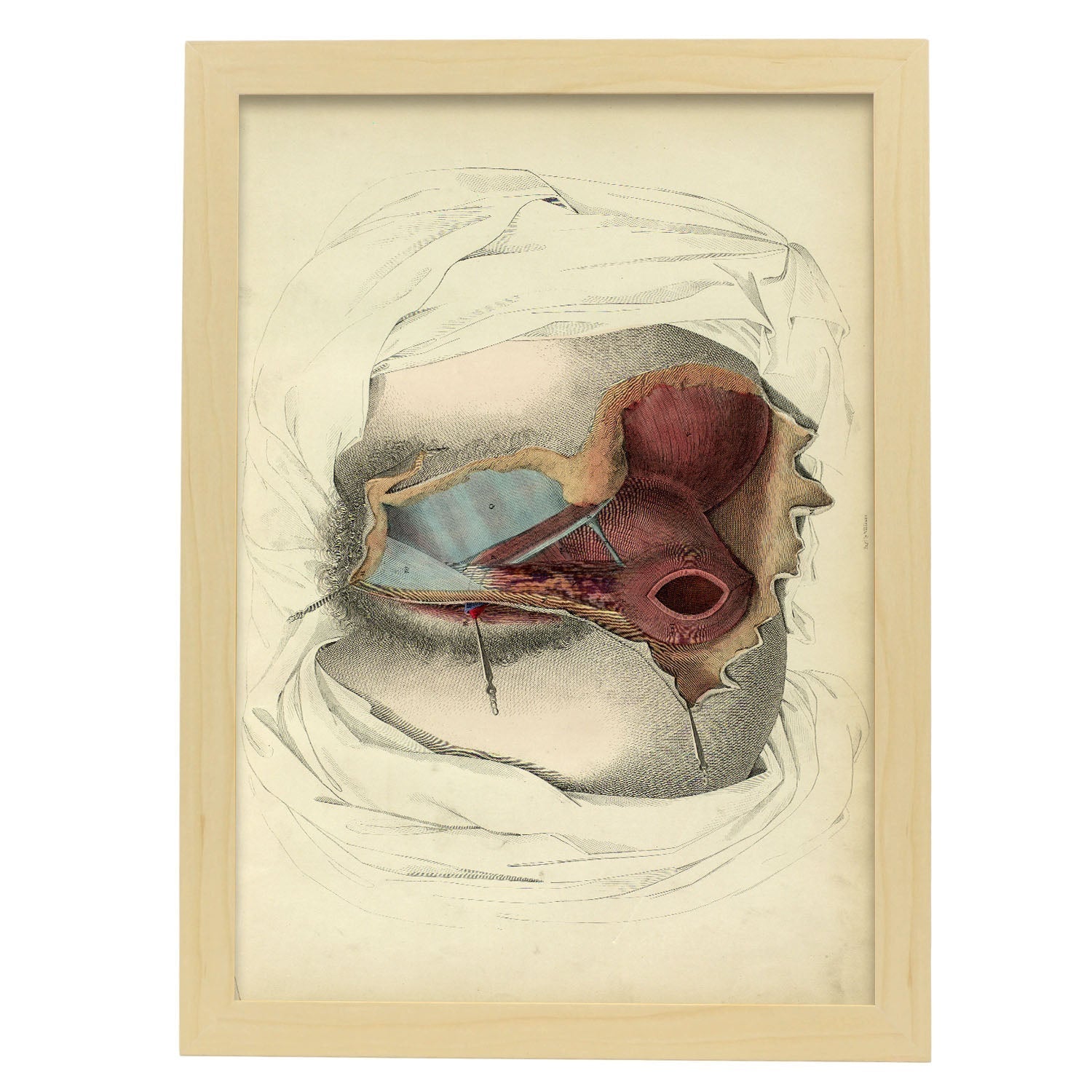 Dissection of the perineum, female-Artwork-Nacnic-A3-Marco Madera clara-Nacnic Estudio SL