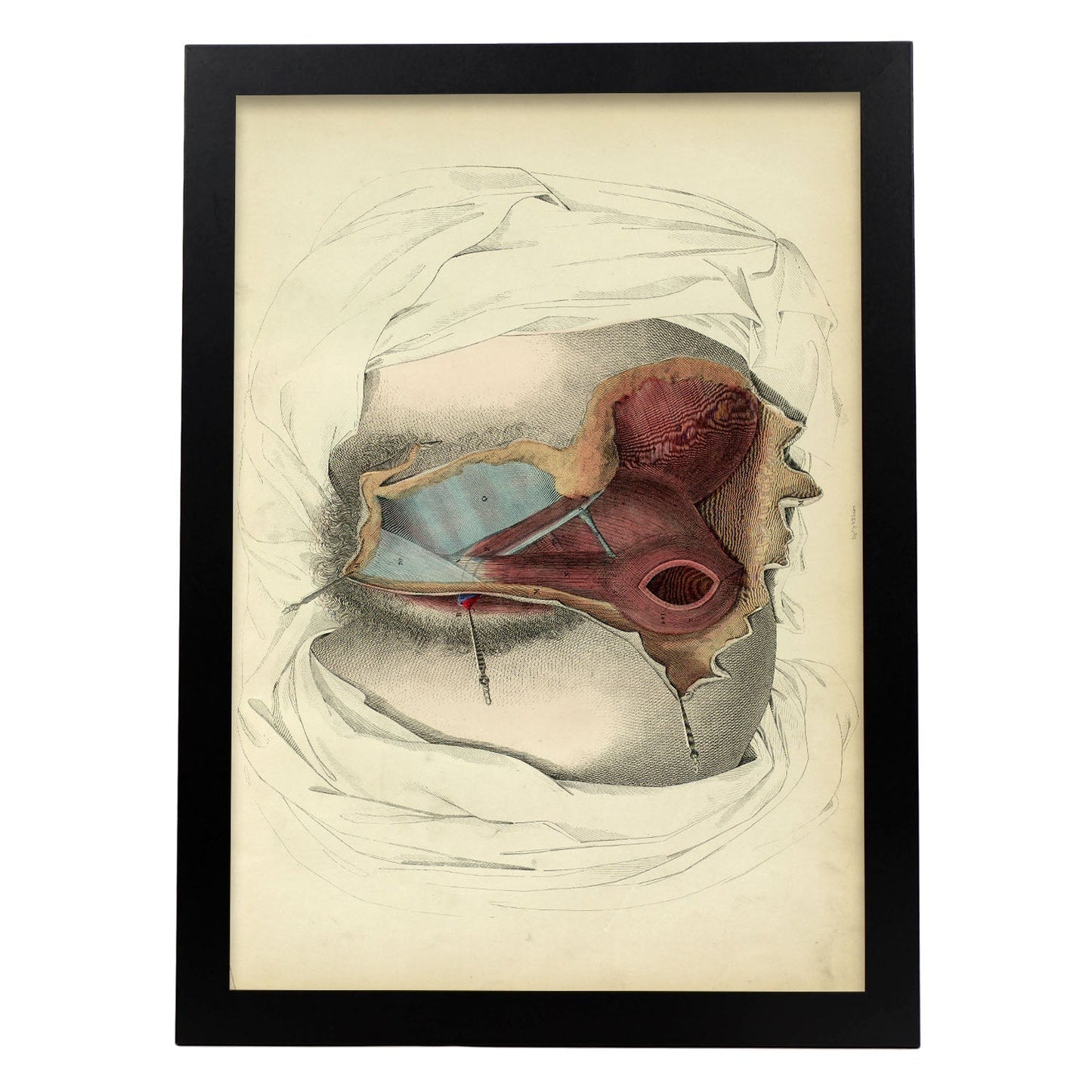 Dissection of the perineum, female-Artwork-Nacnic-A3-Sin marco-Nacnic Estudio SL