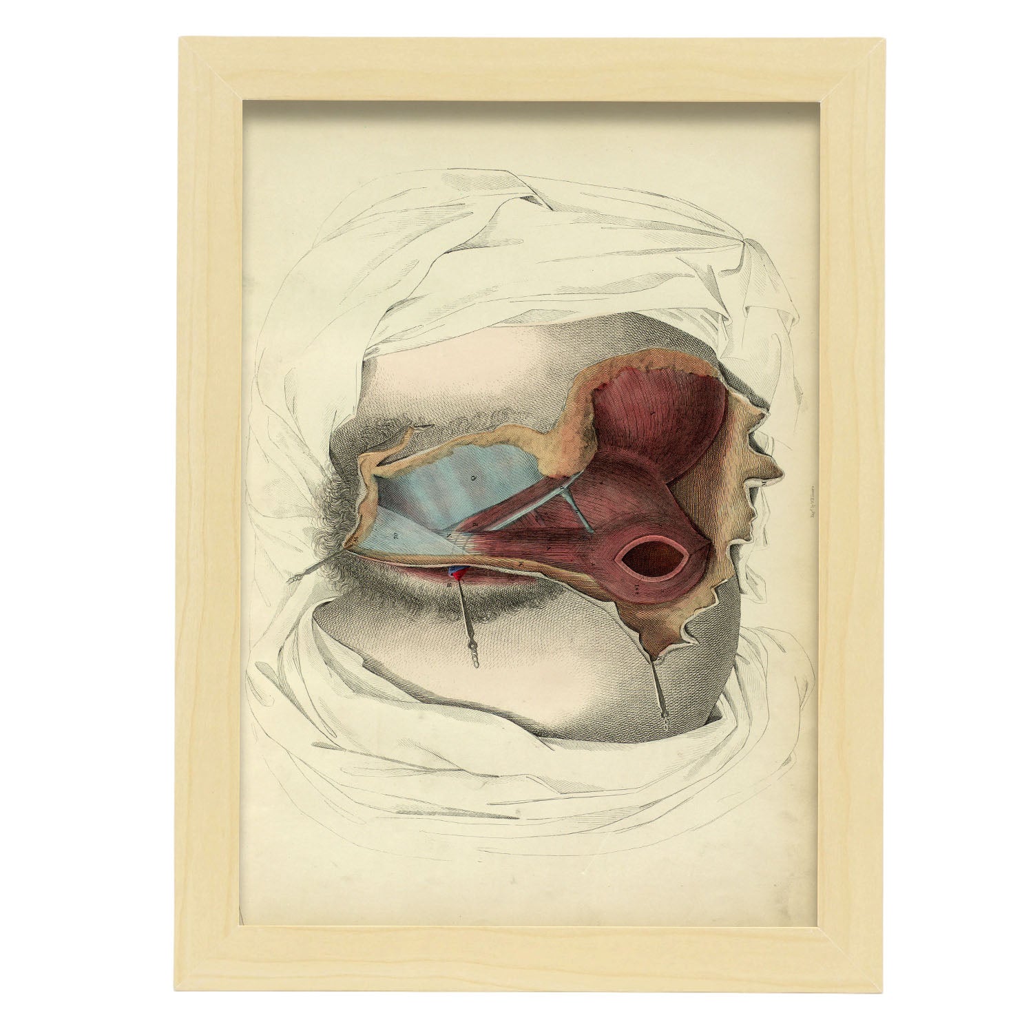 Dissection of the perineum, female-Artwork-Nacnic-A4-Marco Madera clara-Nacnic Estudio SL