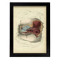 Dissection of the perineum, female-Artwork-Nacnic-A4-Sin marco-Nacnic Estudio SL