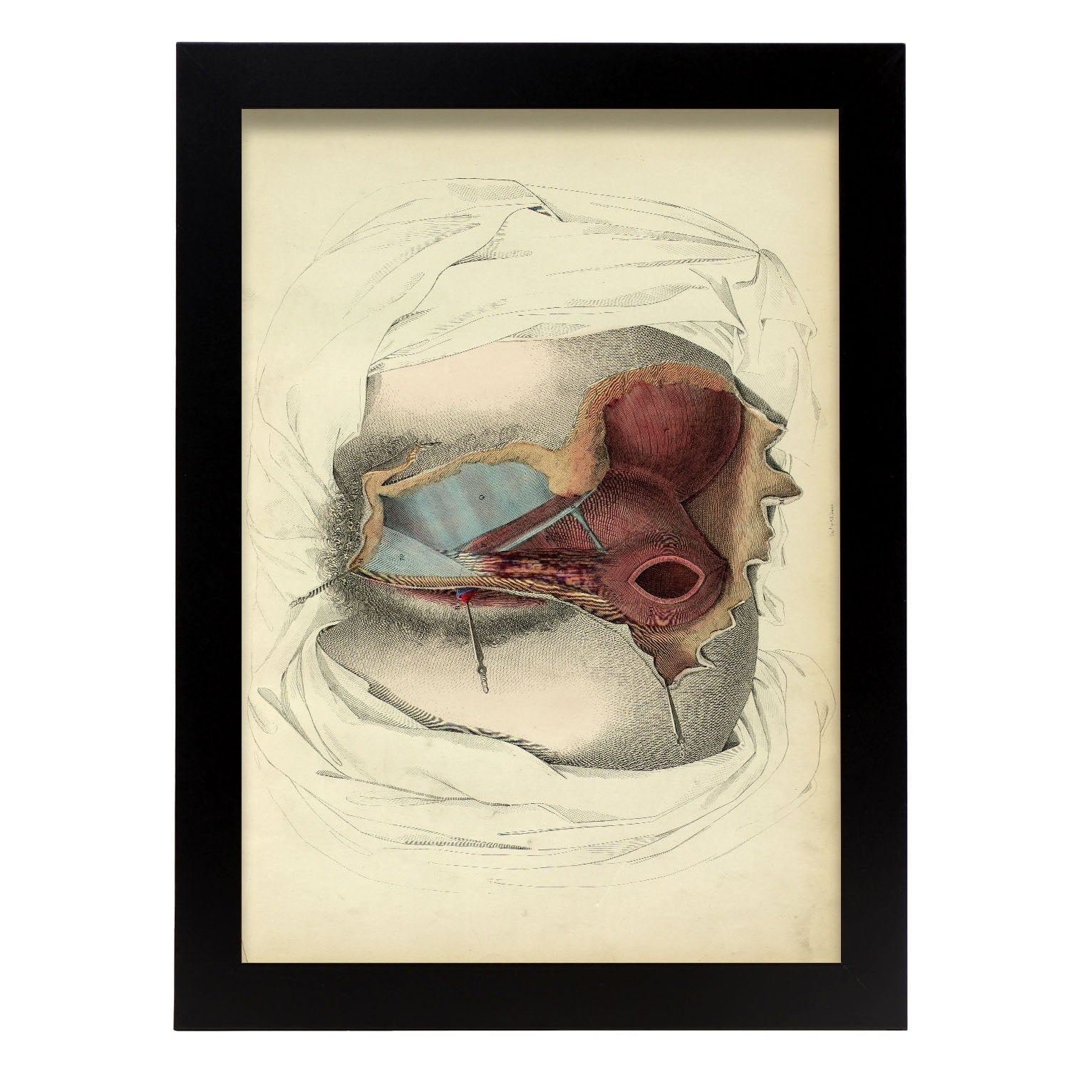 Dissection of the perineum, female-Artwork-Nacnic-A4-Sin marco-Nacnic Estudio SL