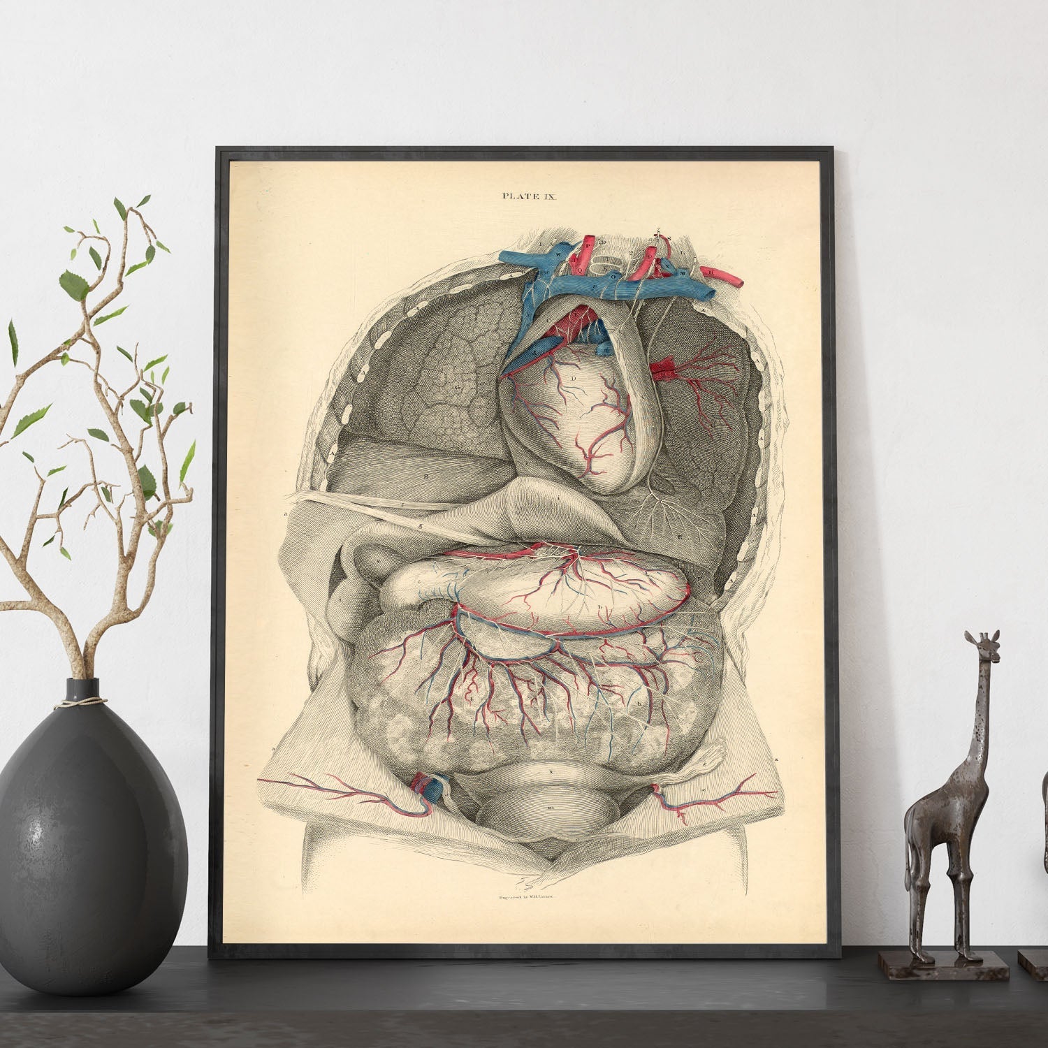 Dissection of the thorax and abdomen-Artwork-Nacnic-Nacnic Estudio SL