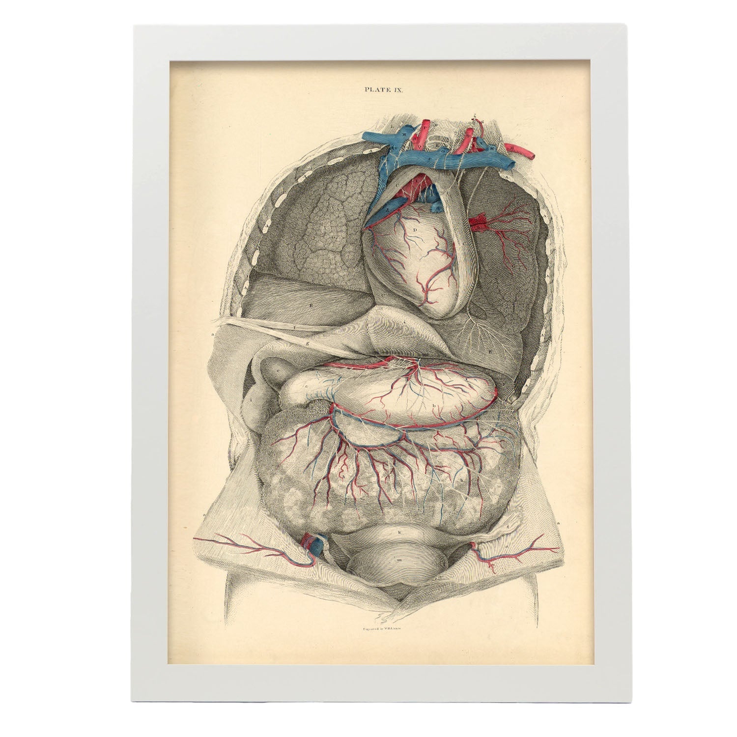 Dissection of the thorax and abdomen-Artwork-Nacnic-A3-Marco Blanco-Nacnic Estudio SL