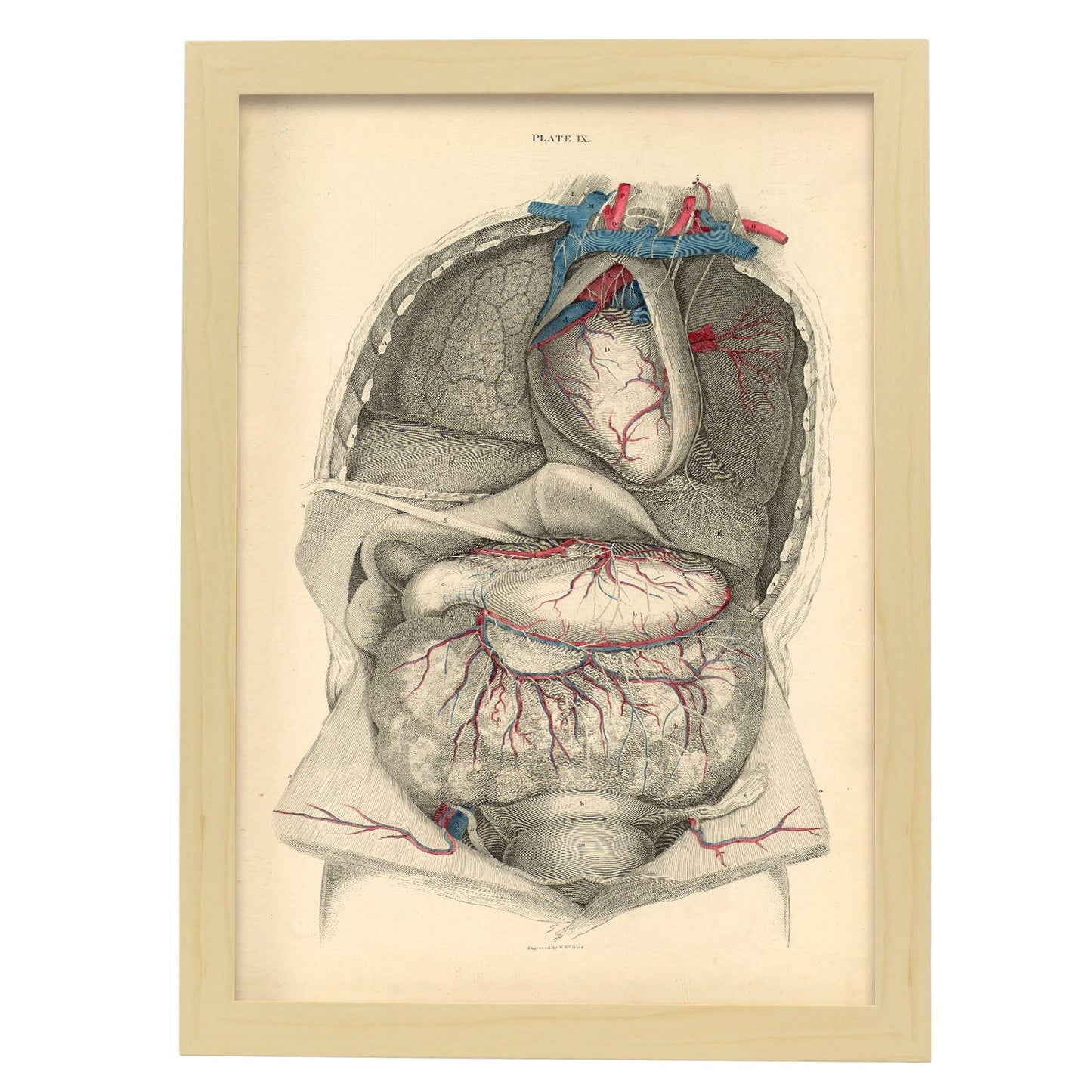 Dissection of the thorax and abdomen-Artwork-Nacnic-A3-Marco Madera clara-Nacnic Estudio SL