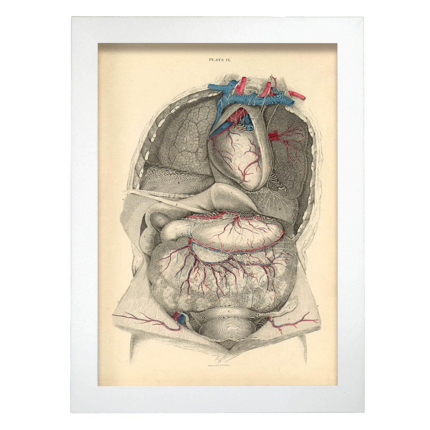 Dissection of the thorax and abdomen-Artwork-Nacnic-A4-Marco Blanco-Nacnic Estudio SL