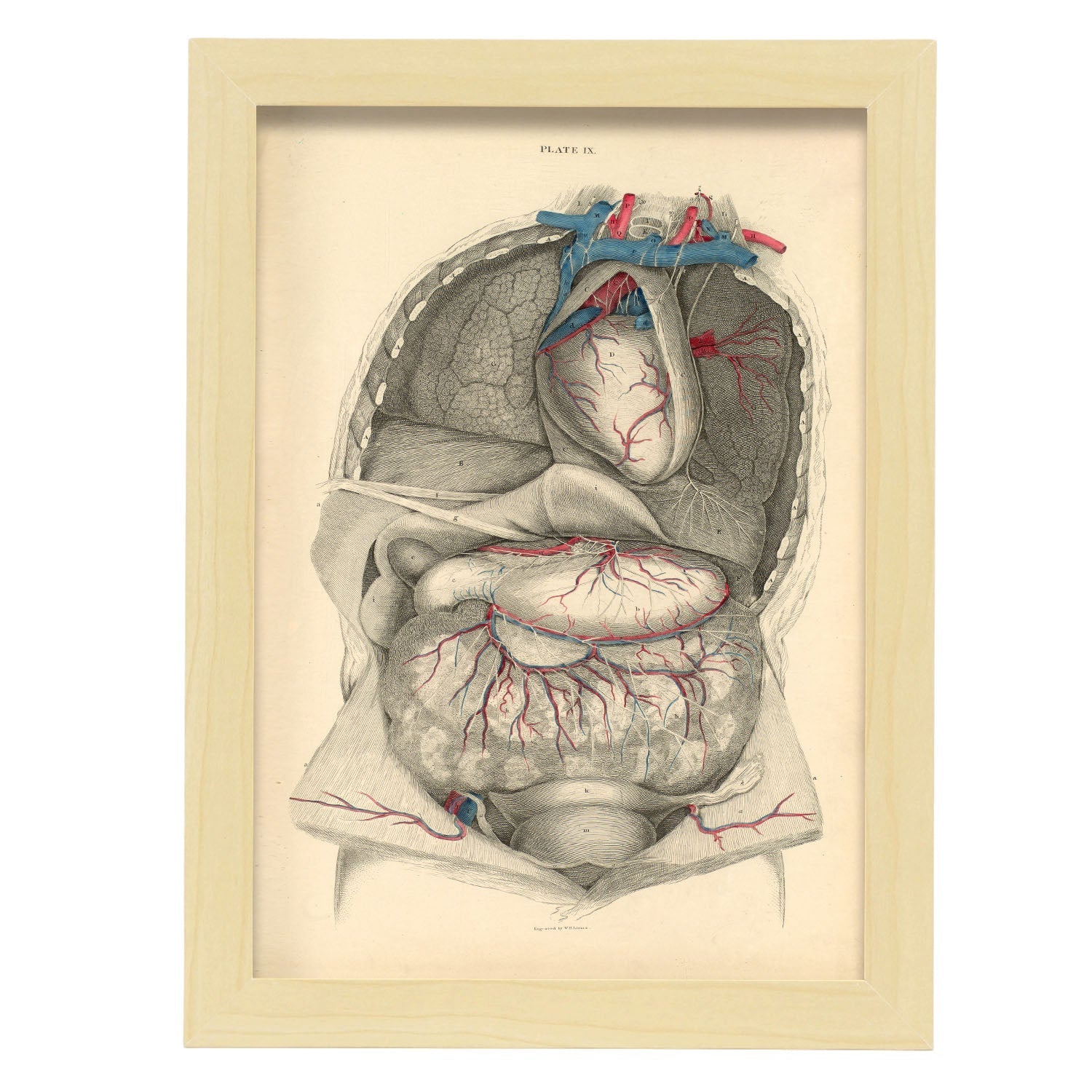 Dissection of the thorax and abdomen-Artwork-Nacnic-A4-Marco Madera clara-Nacnic Estudio SL