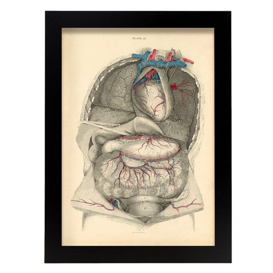 Dissection of the thorax and abdomen-Artwork-Nacnic-A4-Sin marco-Nacnic Estudio SL