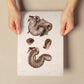 Duodenum-Artwork-Nacnic-Nacnic Estudio SL
