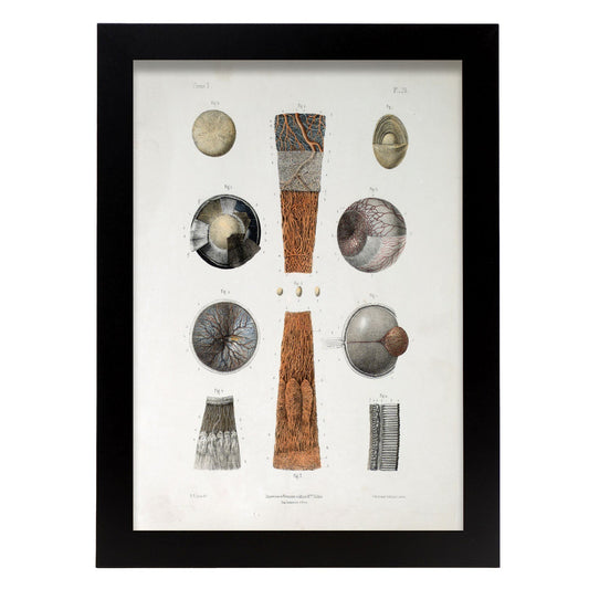 Eye-Artwork-Nacnic-A4-Sin marco-Nacnic Estudio SL