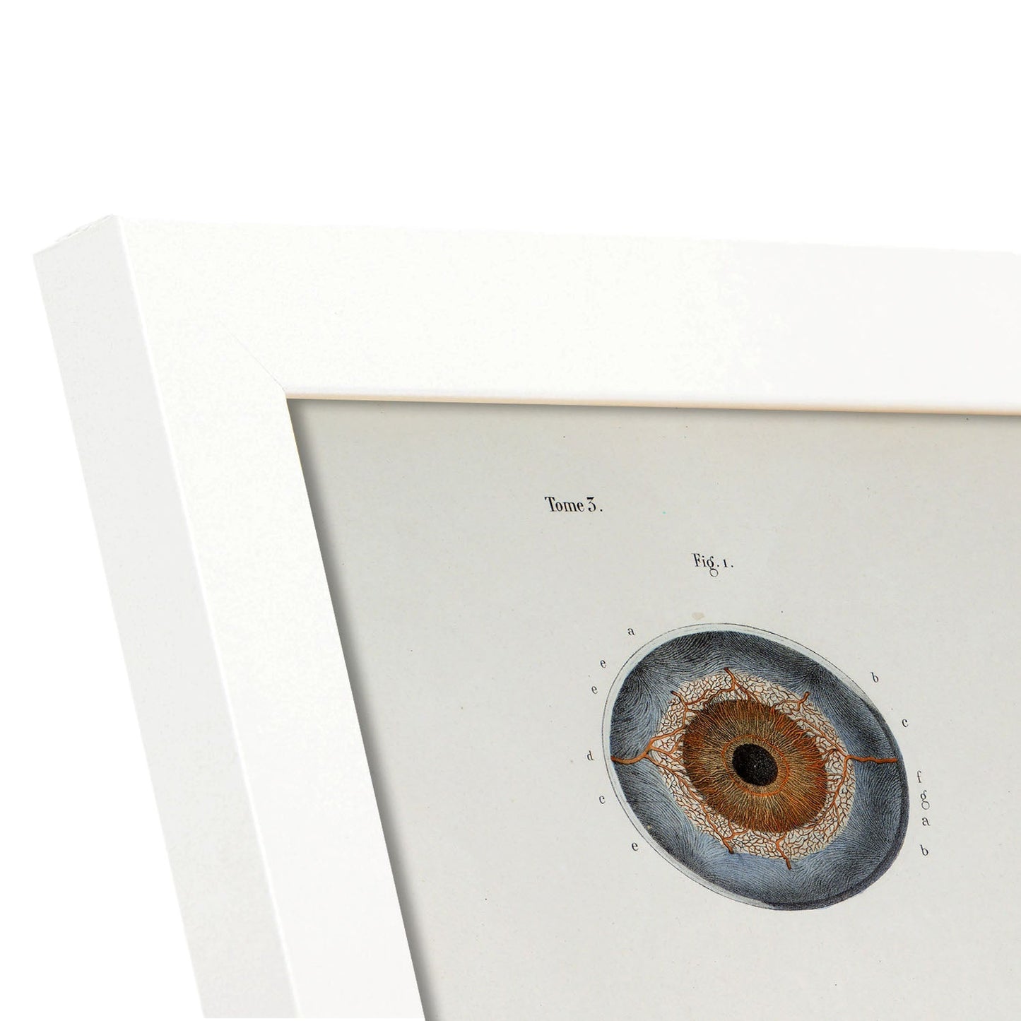 Eye, shown in isolation-Artwork-Nacnic-Nacnic Estudio SL