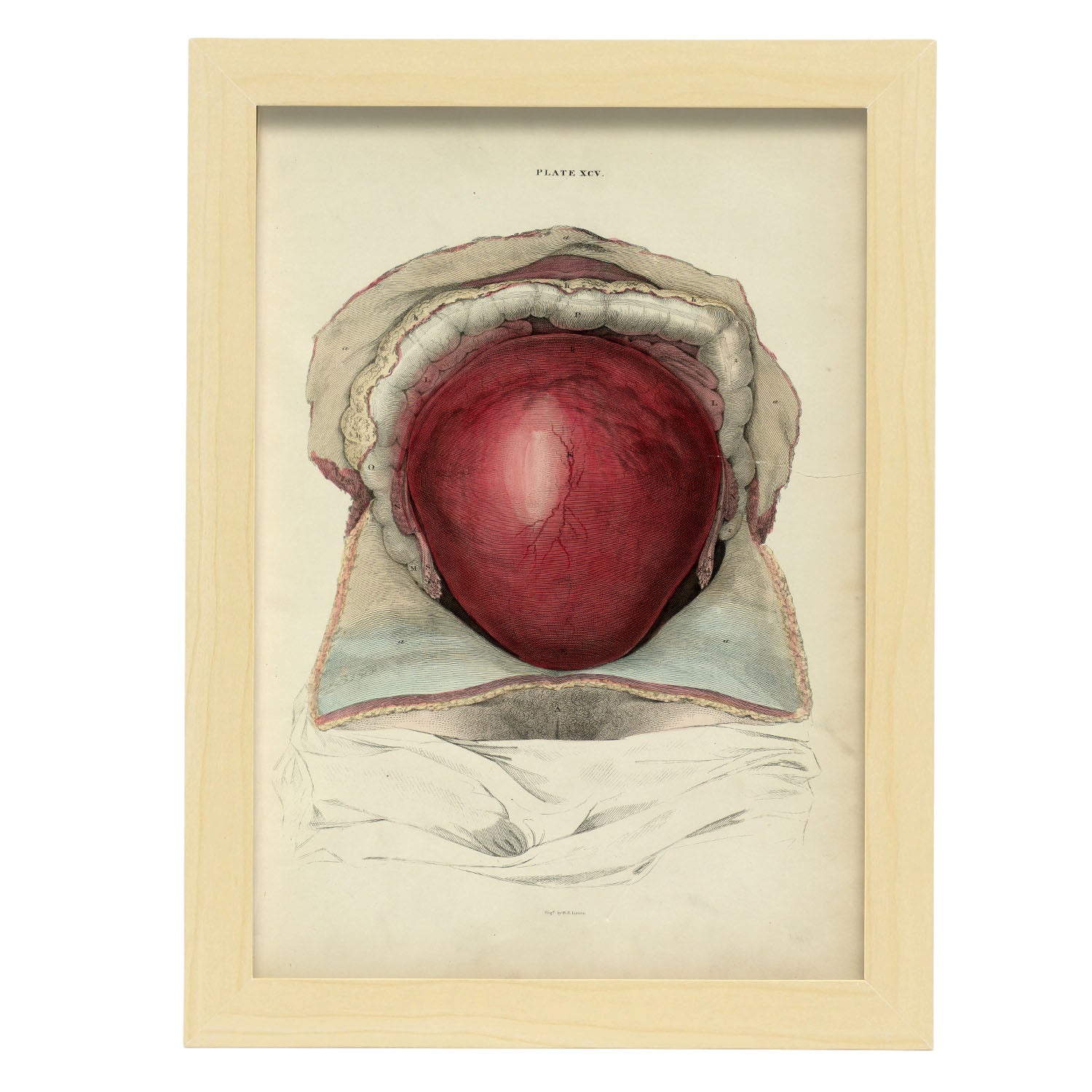 Gravid uterus-Artwork-Nacnic-A4-Marco Madera clara-Nacnic Estudio SL