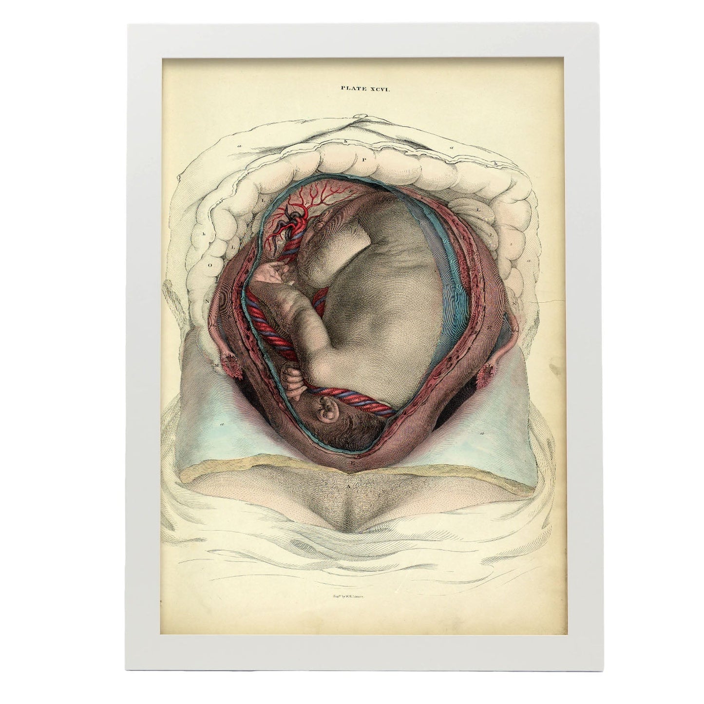 Gravid uterus with fetus-Artwork-Nacnic-A3-Marco Blanco-Nacnic Estudio SL