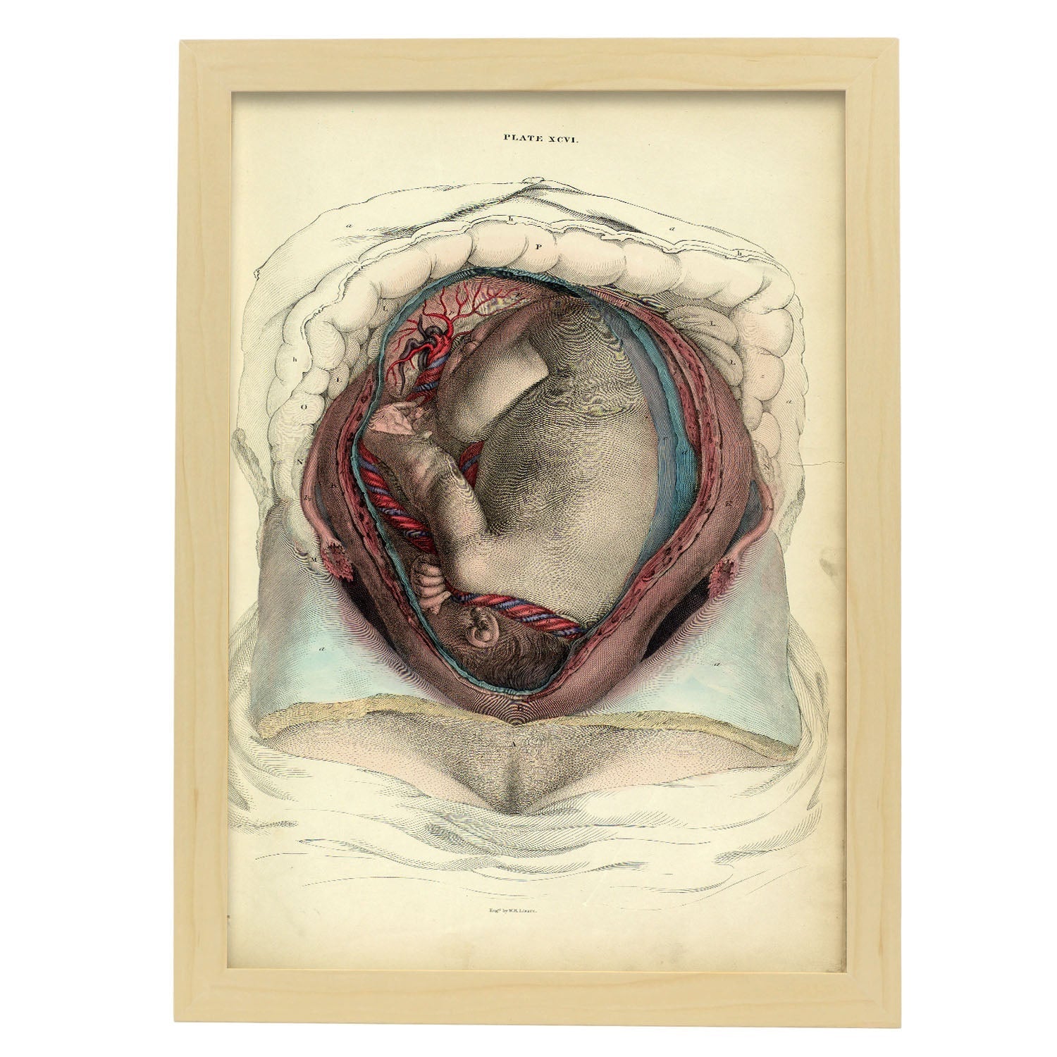 Gravid uterus with fetus-Artwork-Nacnic-A3-Marco Madera clara-Nacnic Estudio SL