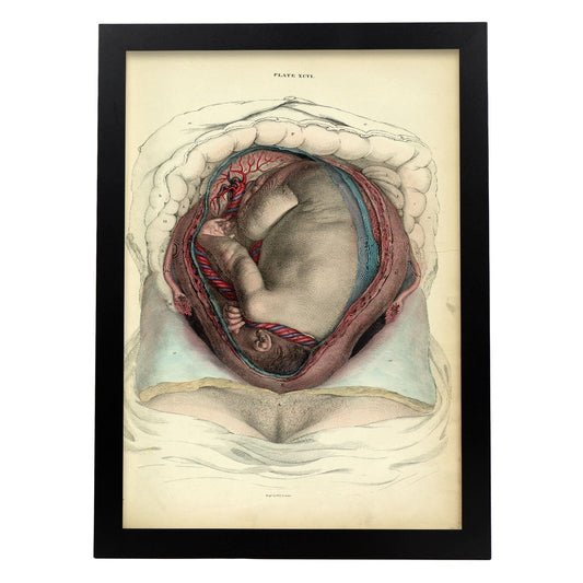 Gravid uterus with fetus-Artwork-Nacnic-A3-Sin marco-Nacnic Estudio SL