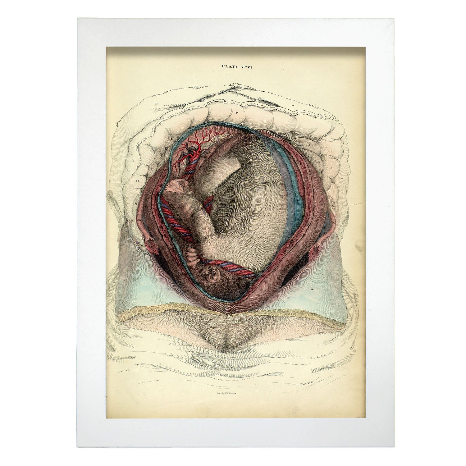 Gravid uterus with fetus-Artwork-Nacnic-A4-Marco Blanco-Nacnic Estudio SL
