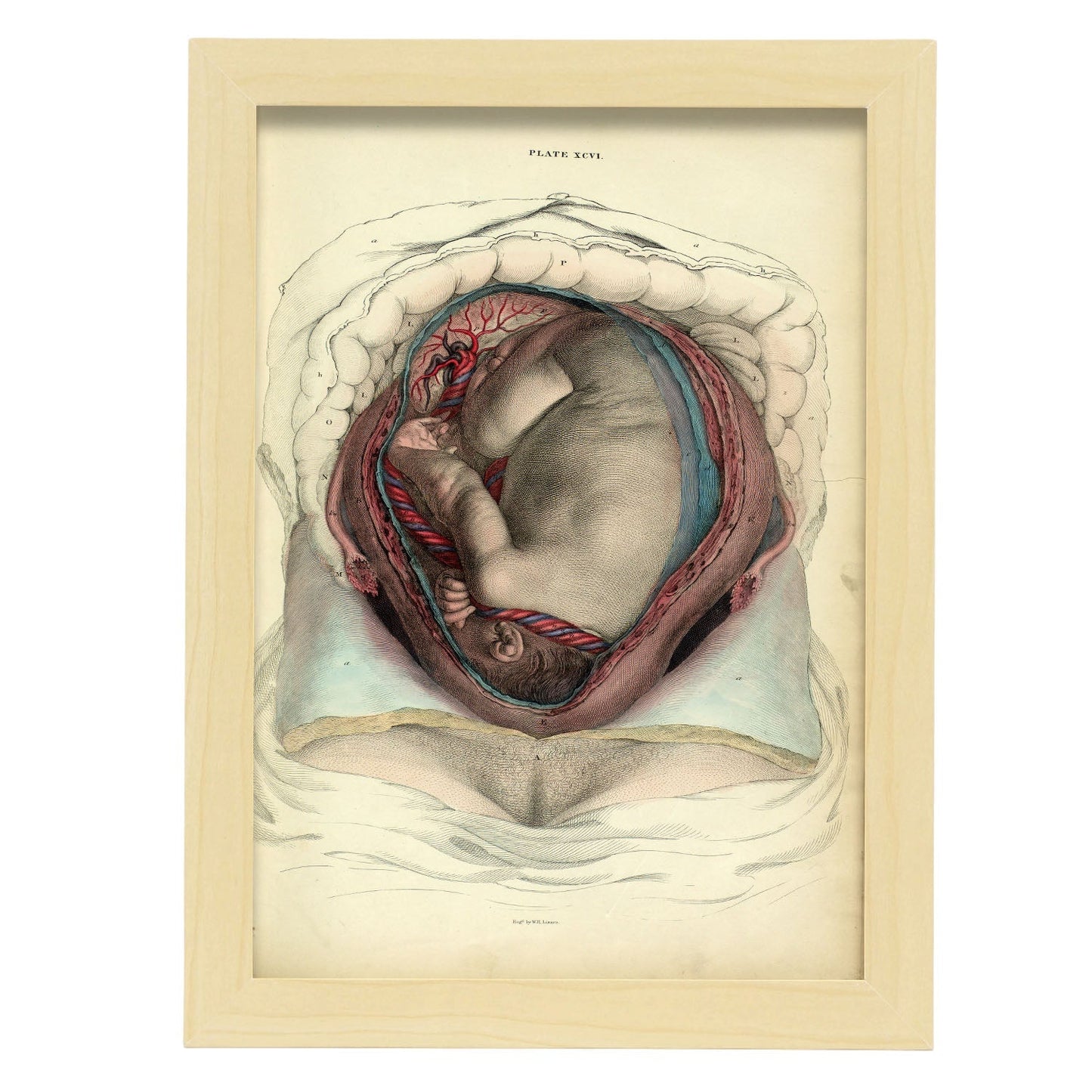 Gravid uterus with fetus-Artwork-Nacnic-A4-Marco Madera clara-Nacnic Estudio SL